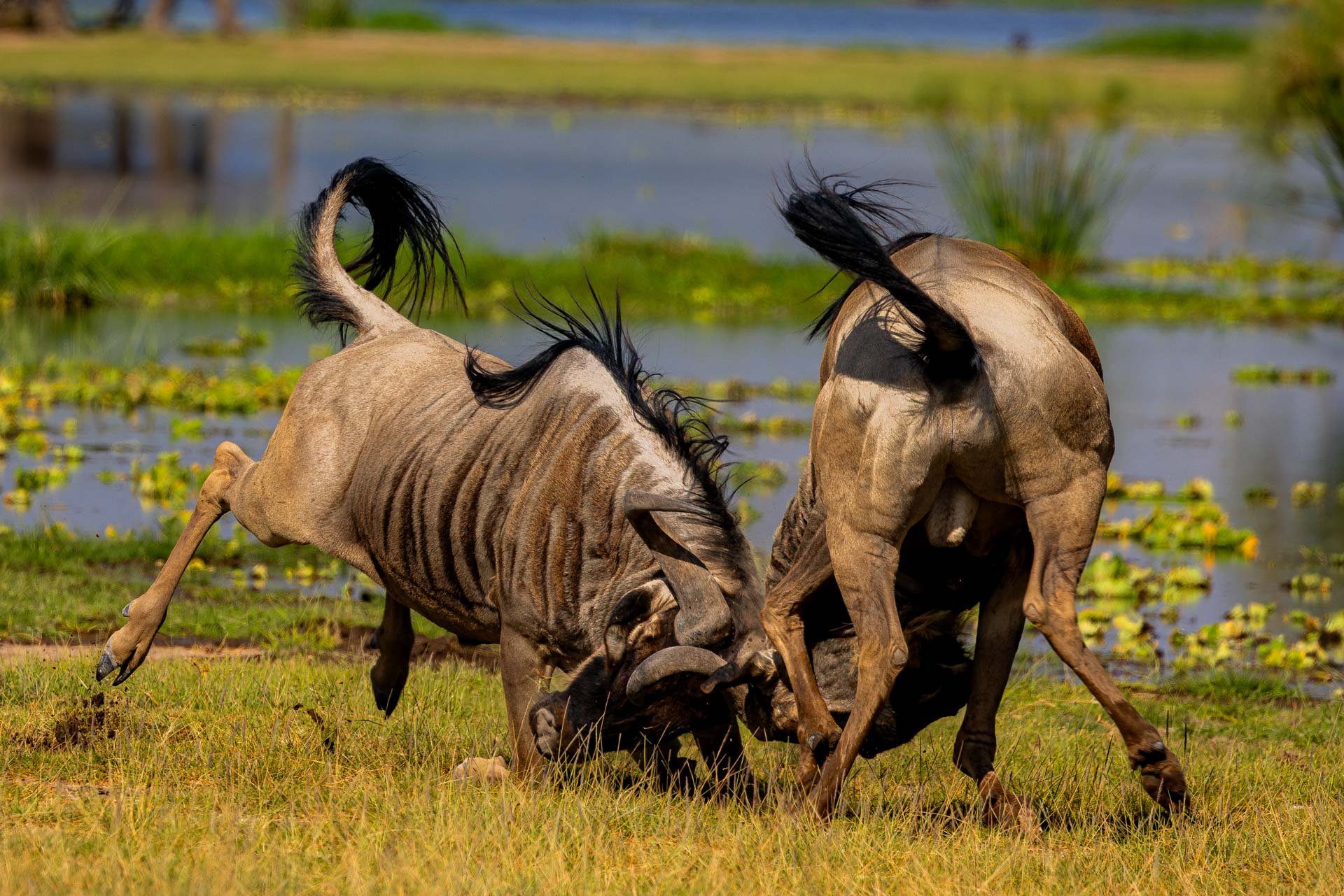 F 7.1, 1/1000, ISO 200 | Arnold Omondi 