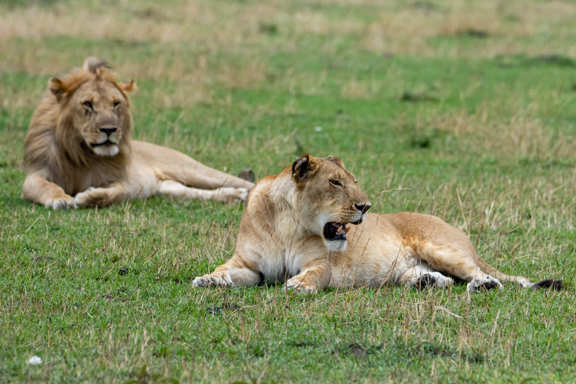 F 6.3, 1/3200, ISO 1000 | Robert Kiprotich