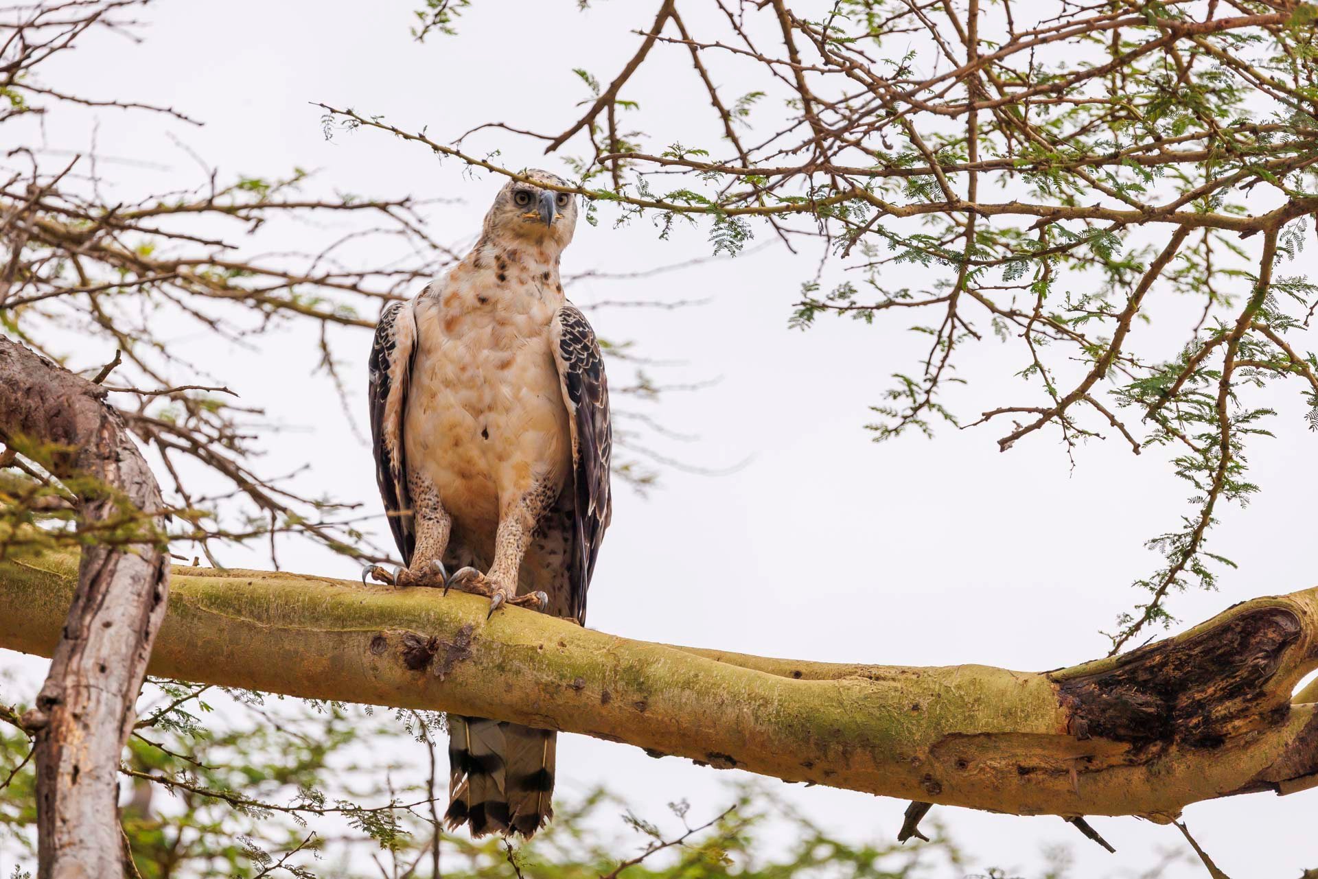 F7.1, 1/4000, ISO640 | Japheth Supeyo 