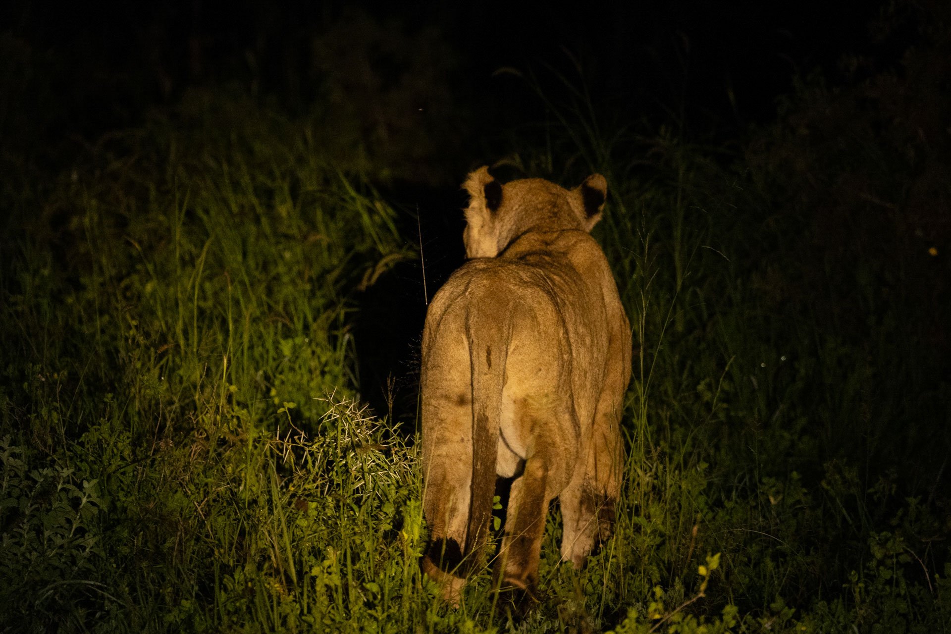 F 5.6, 1/200, ISO 6400 | Sammy Njoroge
