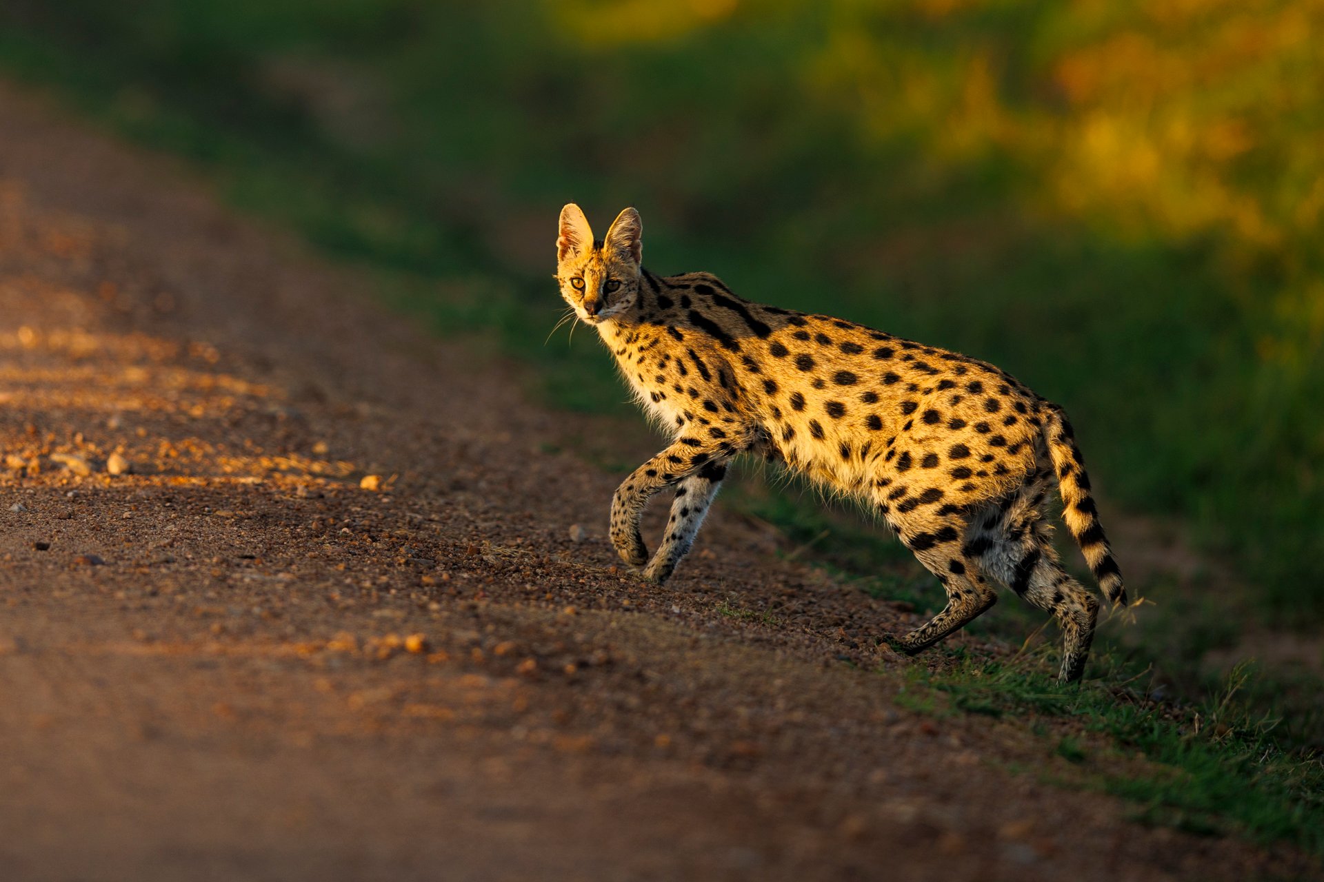 F2.8, 1/800, ISO 200 | Japheth Supeyo 
