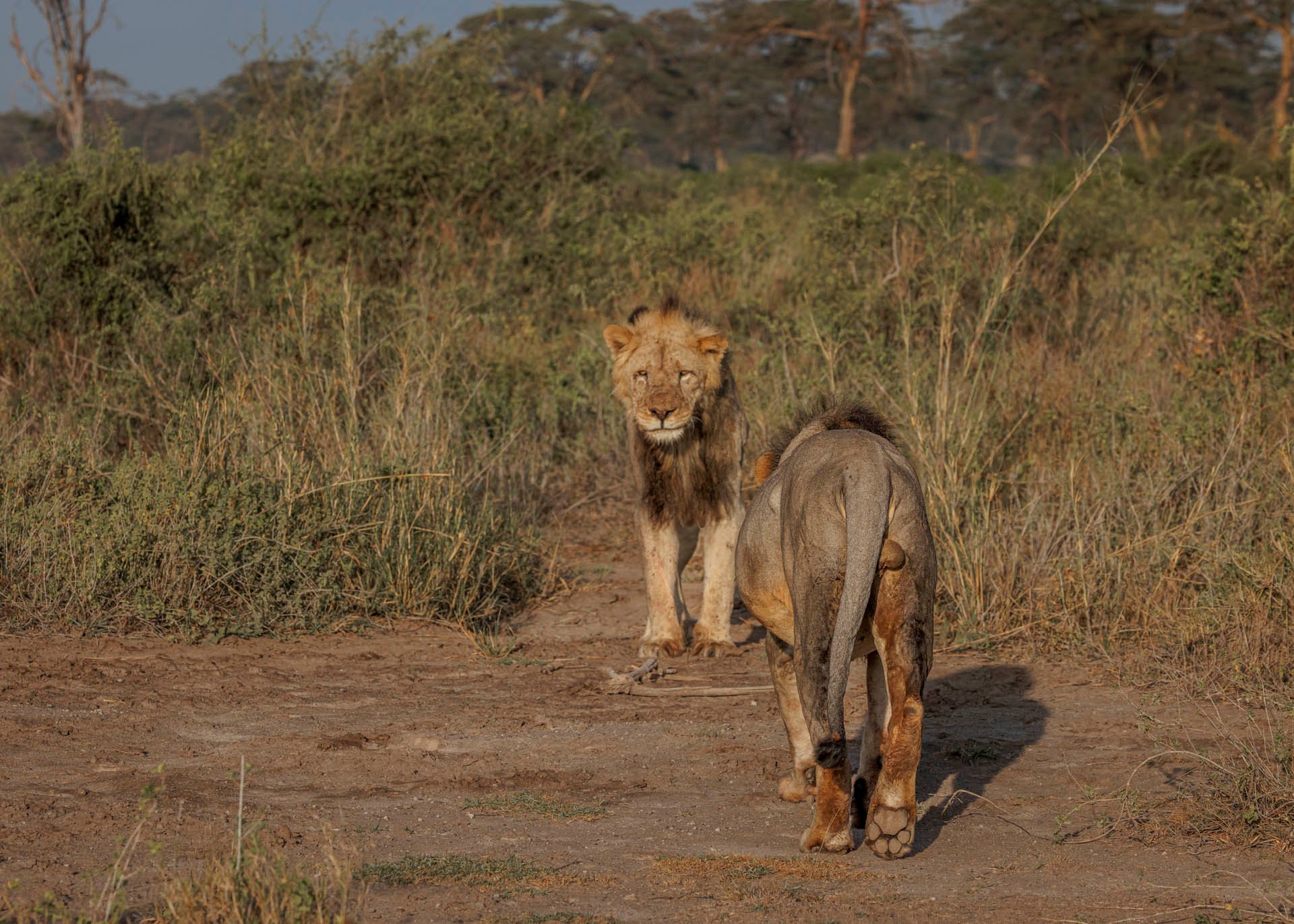F9.0, 1/2500, ISO800 | Marvin Mwarangu 
