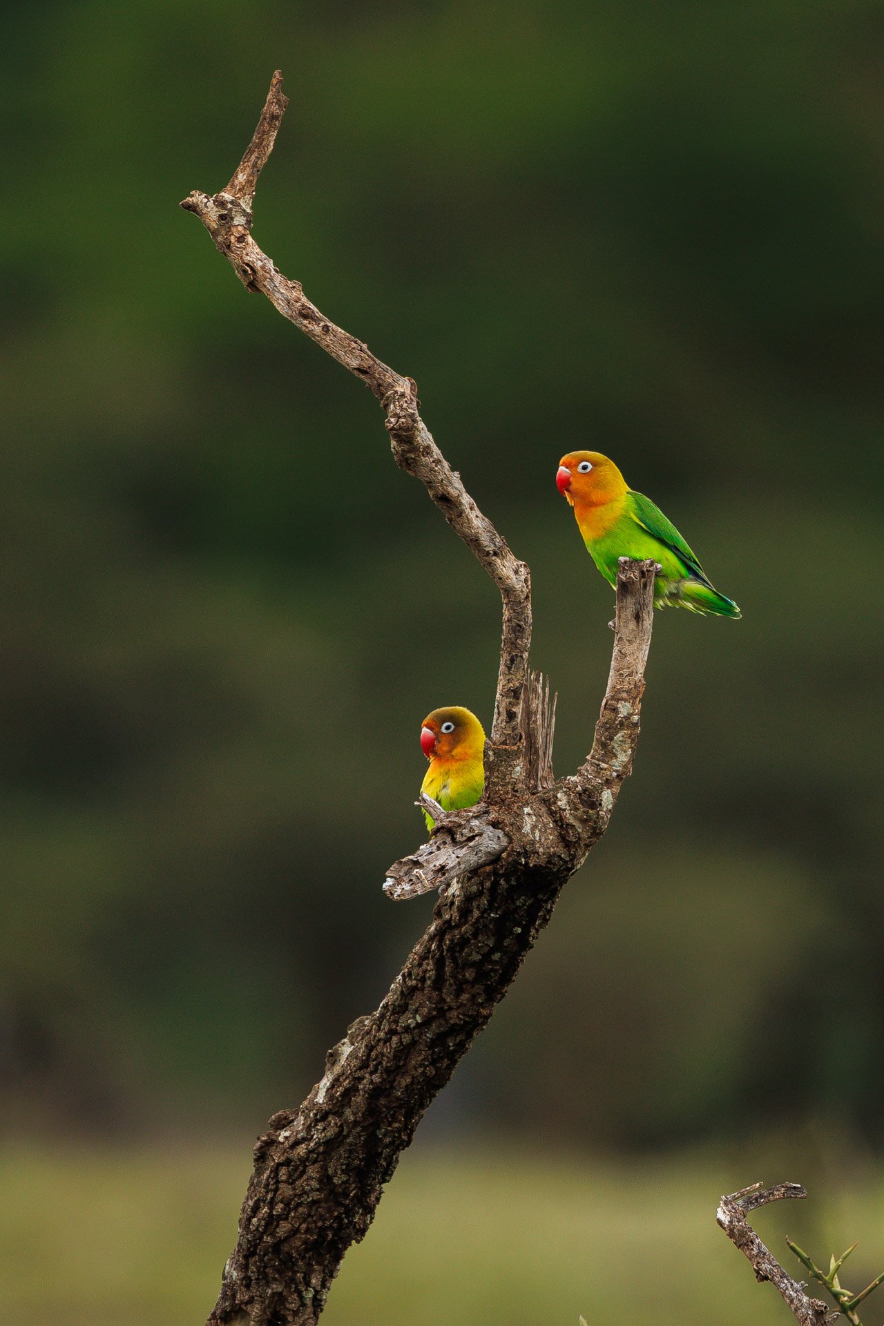 F7.1, 1/125, ISO100 | Guide Jeremy Lorinyo 