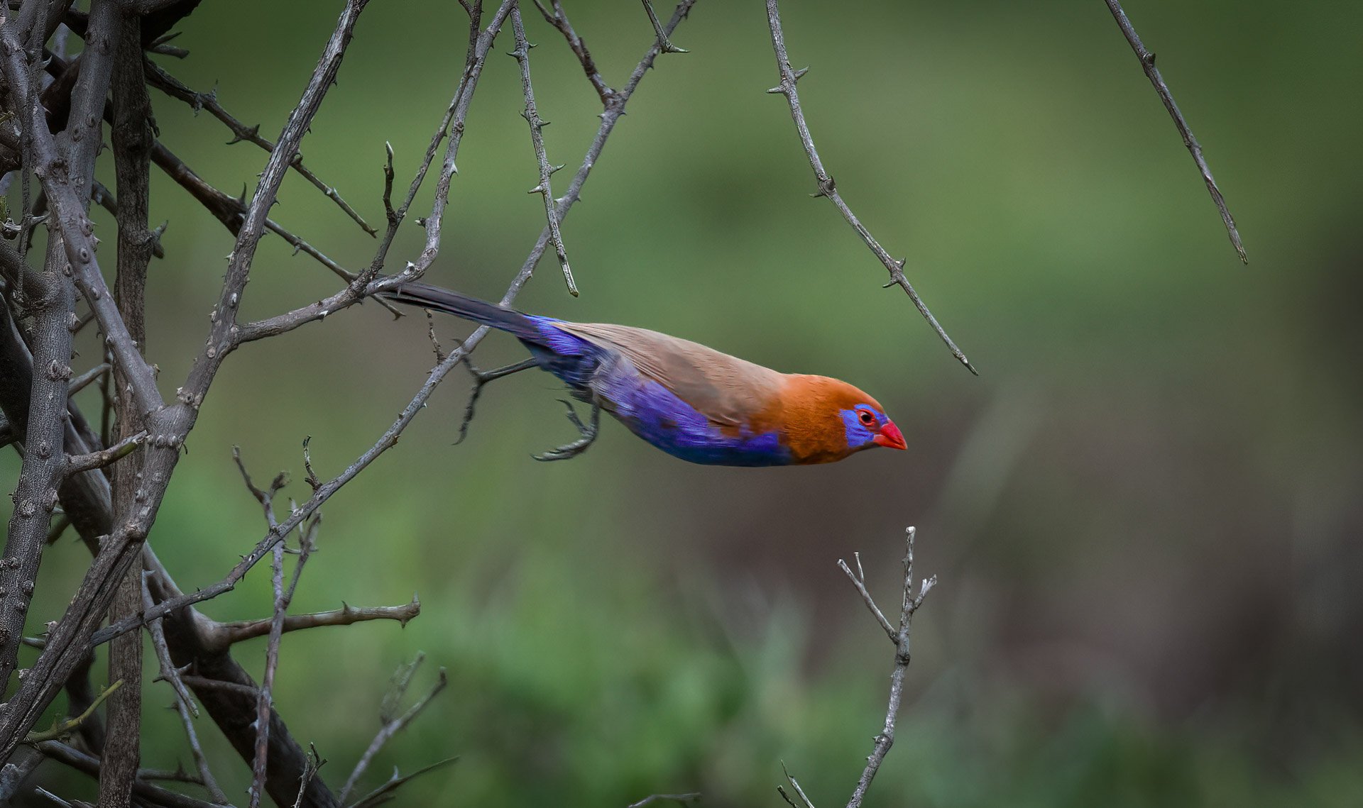 A flash of colour as a purple grenadier dashes through a bush