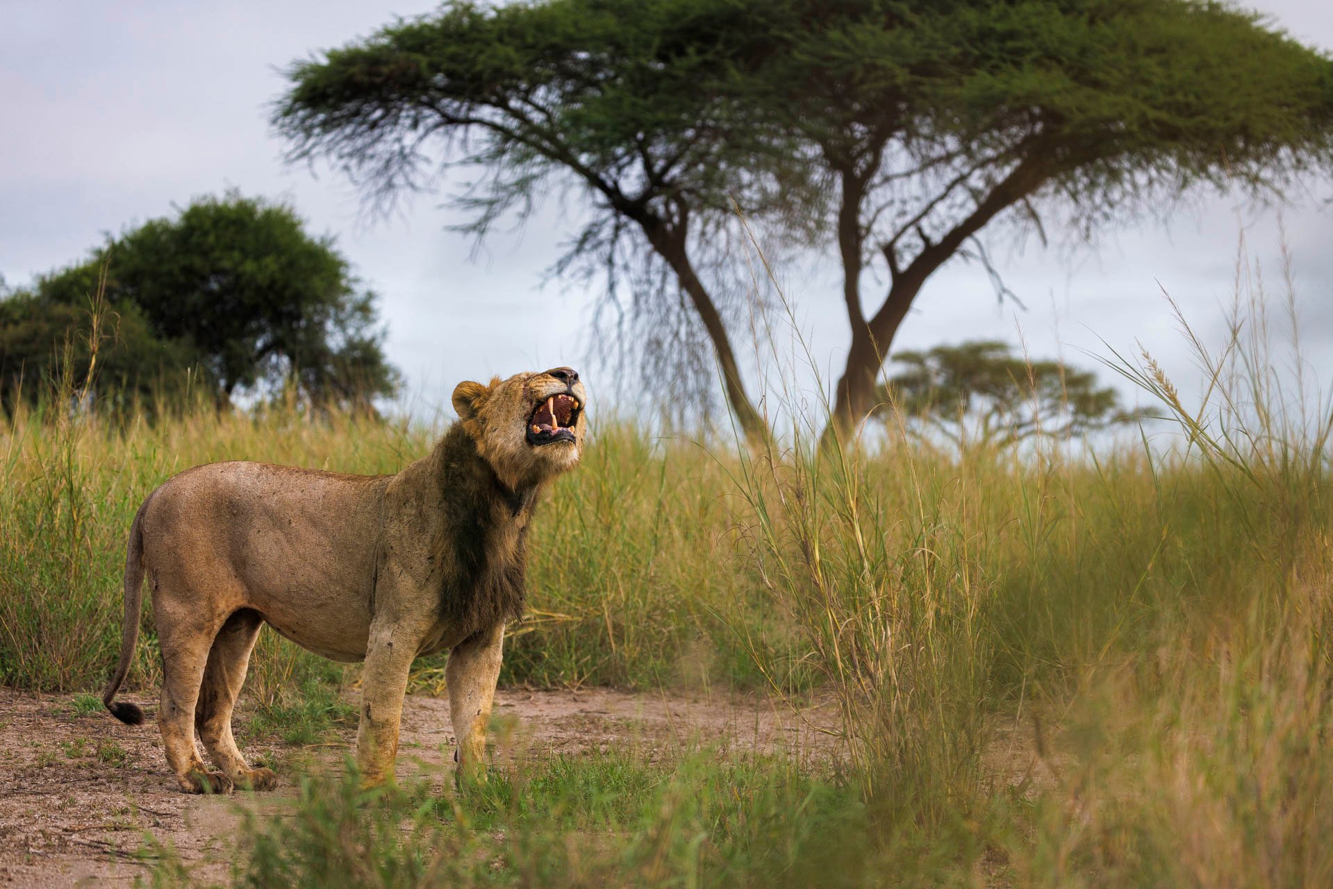 Not a snarl — the Flehmen response helps lions scent if a female’s ready to mate