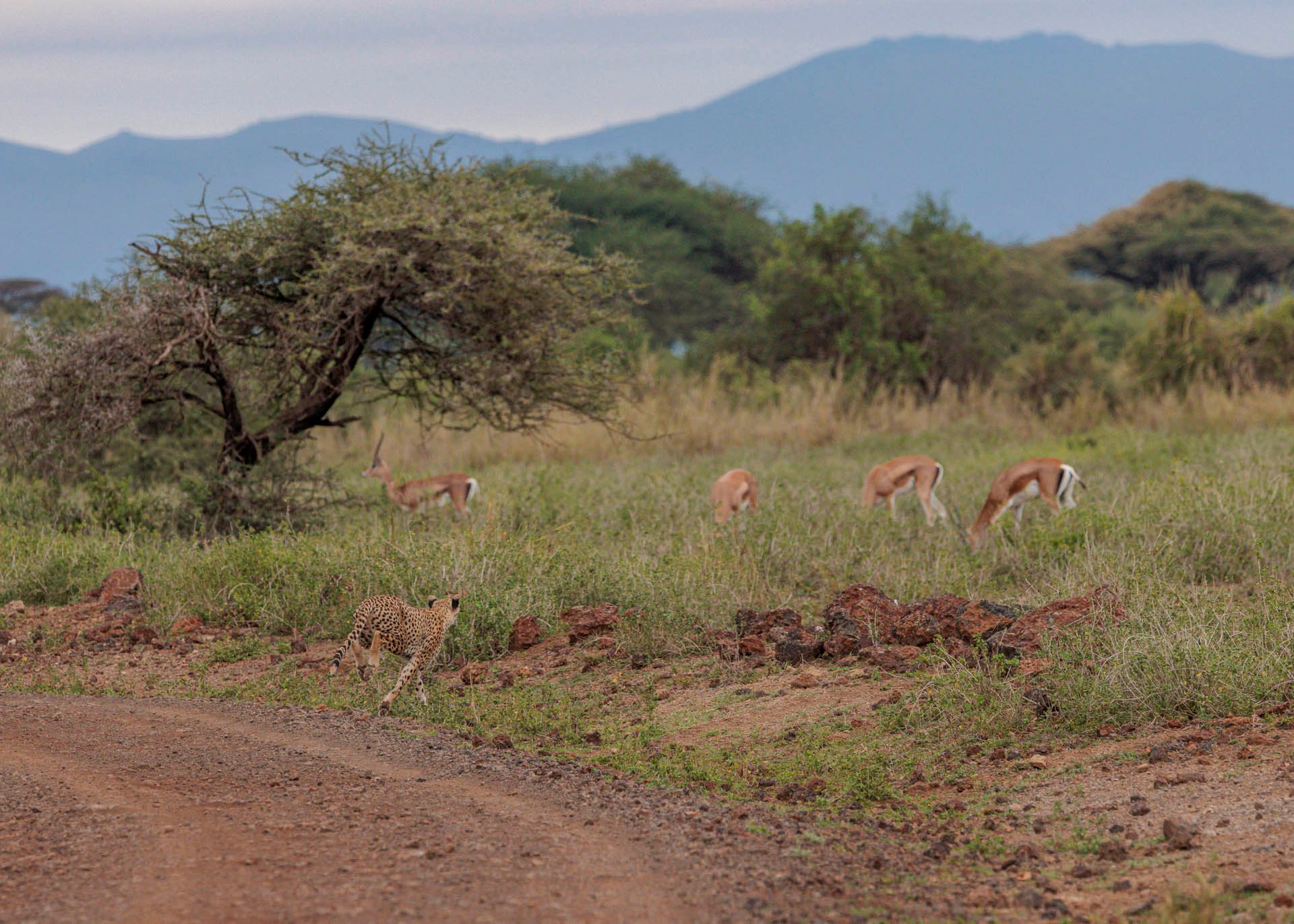 F8.0, 1/1250, ISO1000 | Marvin Mwarangu 