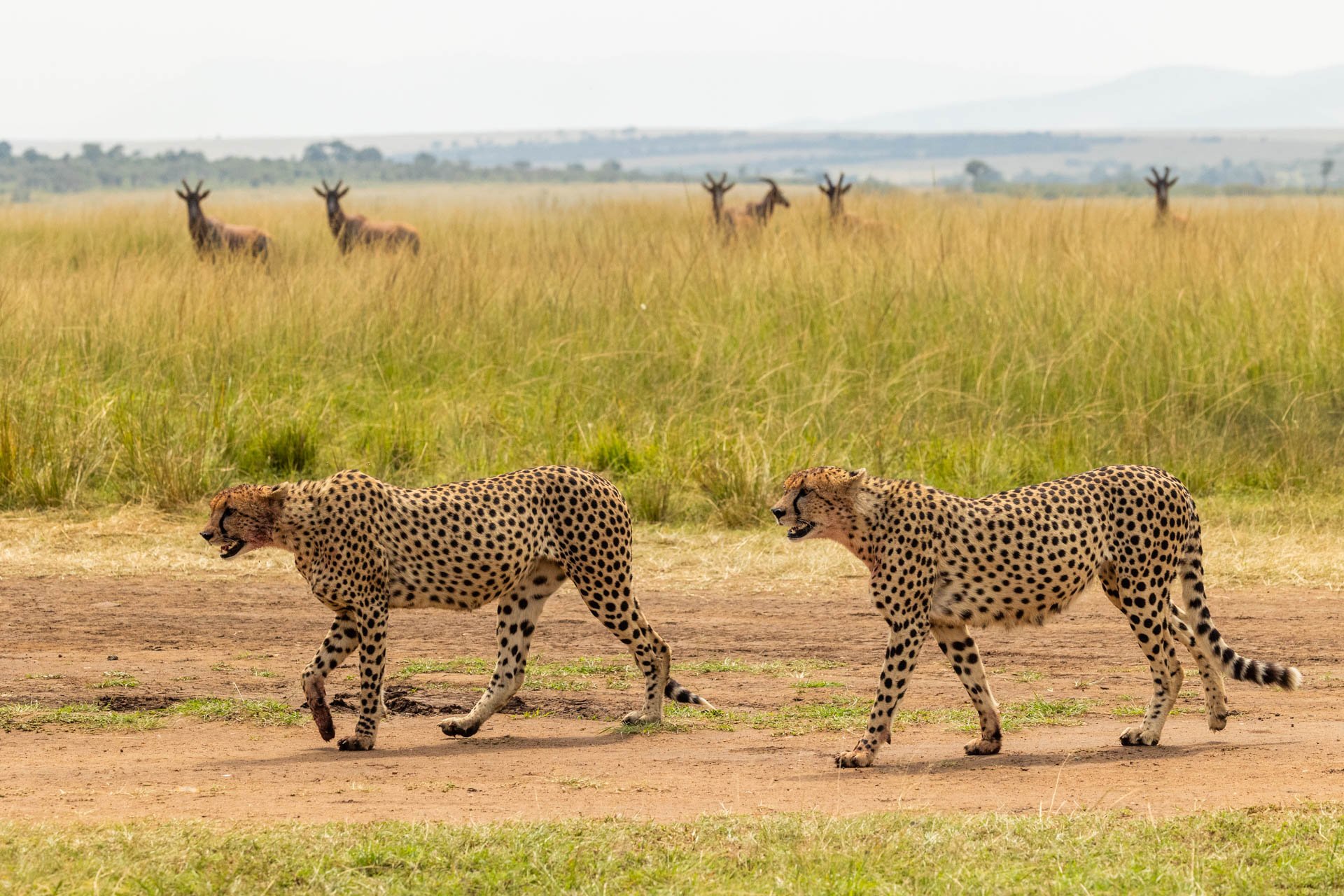 Above: Speed and determination on a mission