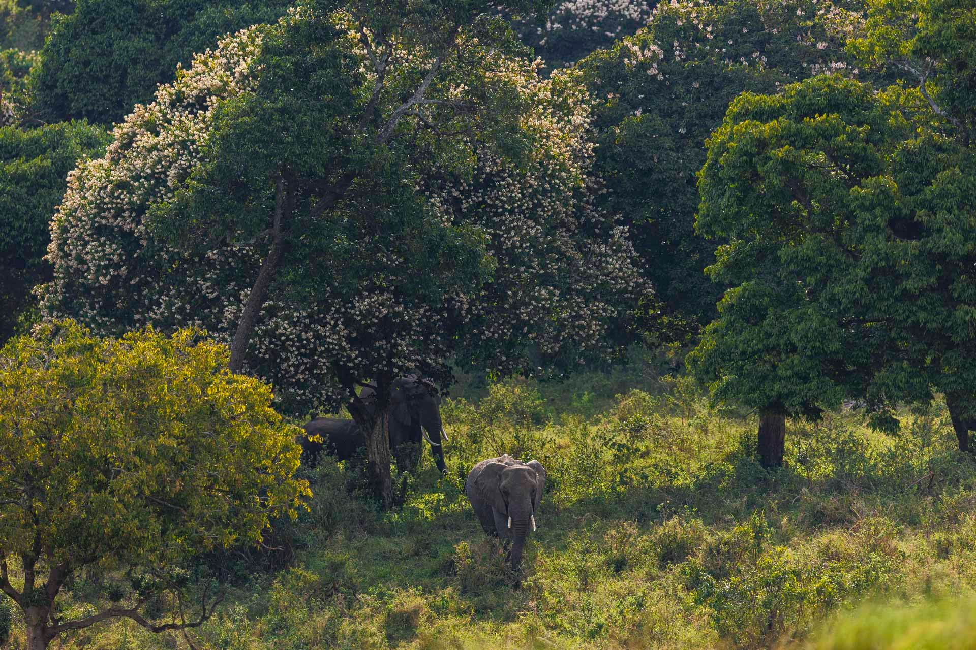 Above: As if elephants weren’t grand enough