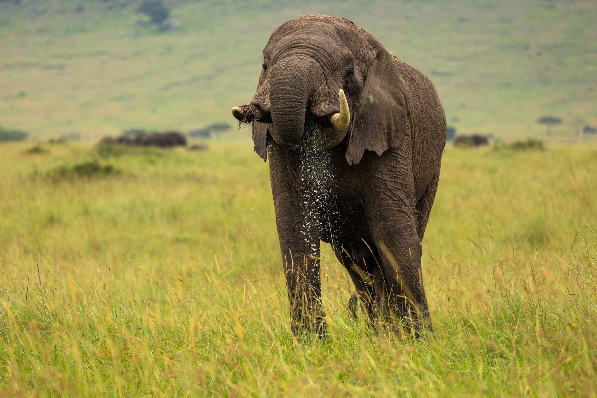 If elephants are happy, the ecosystem is happy