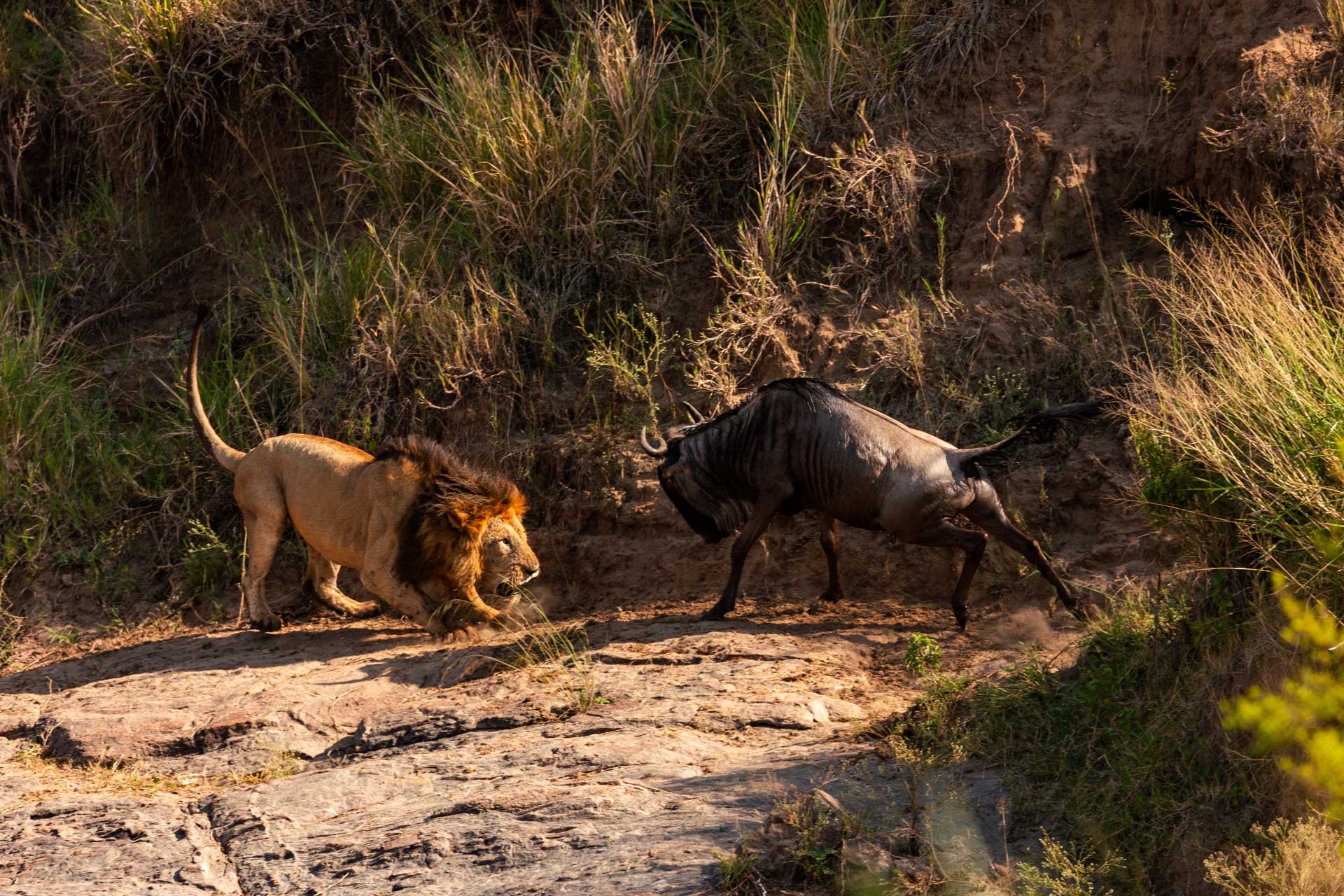 Above: The bravest wildebeest in the Mara 