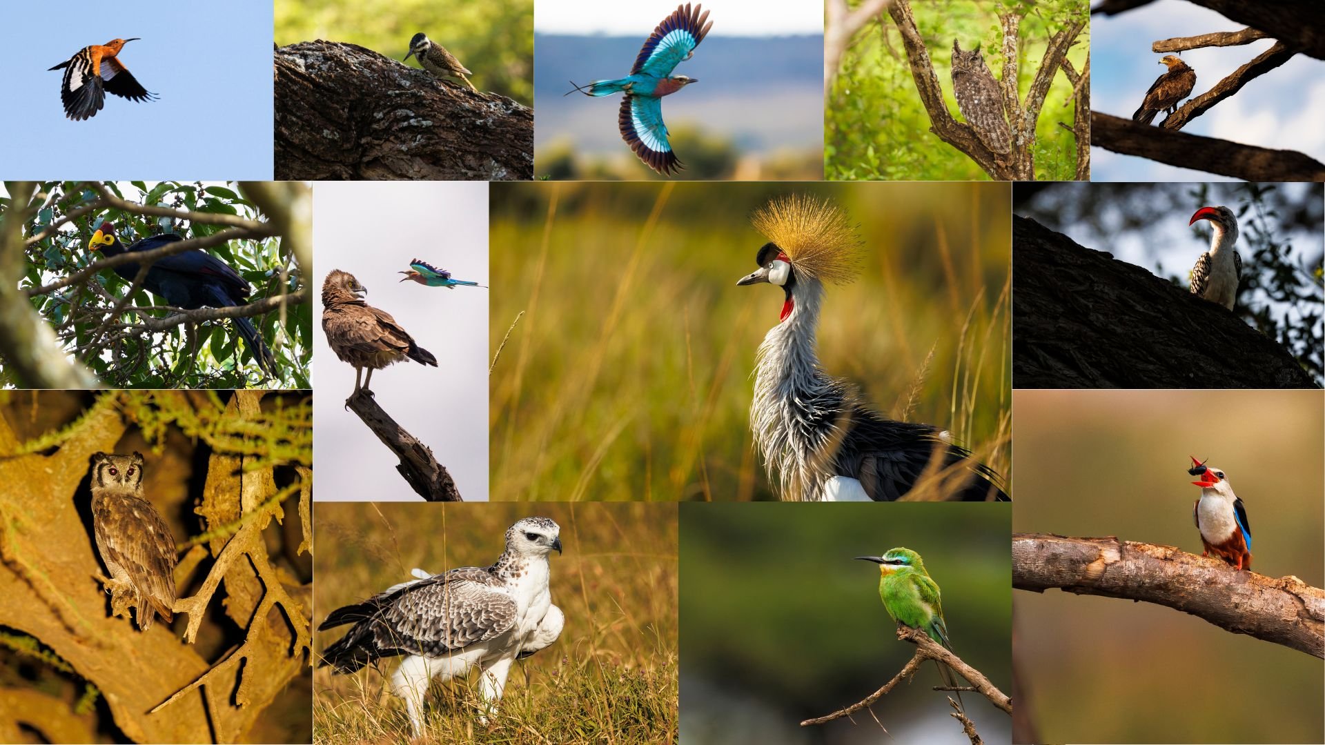 Above: A twitchers dream