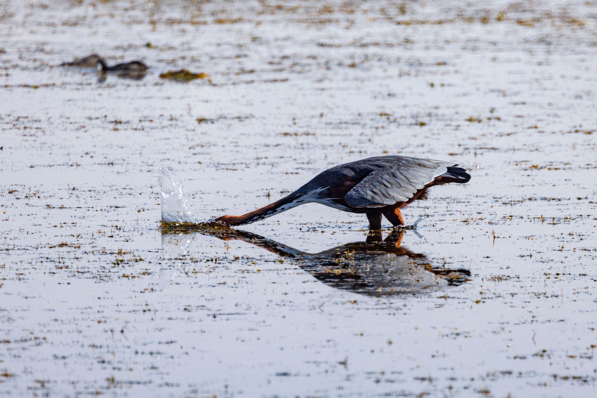 F 8, 1/2500, ISO 1000 | Robert Sayialel 