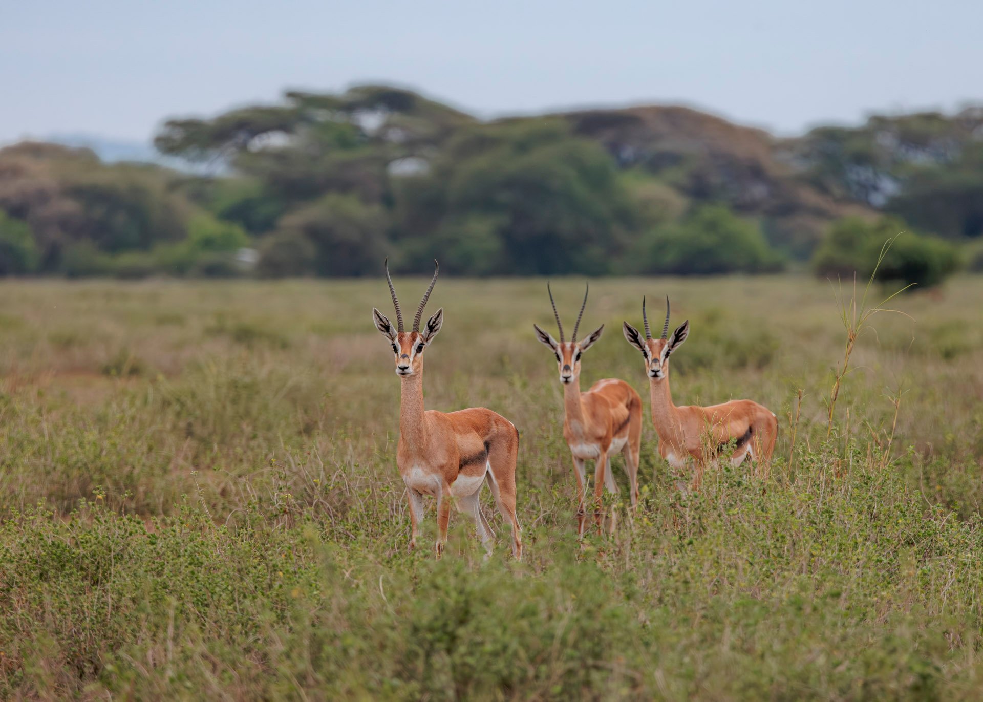 F8.0, 1/1250, ISO1000 | Marvin Mwarangu 