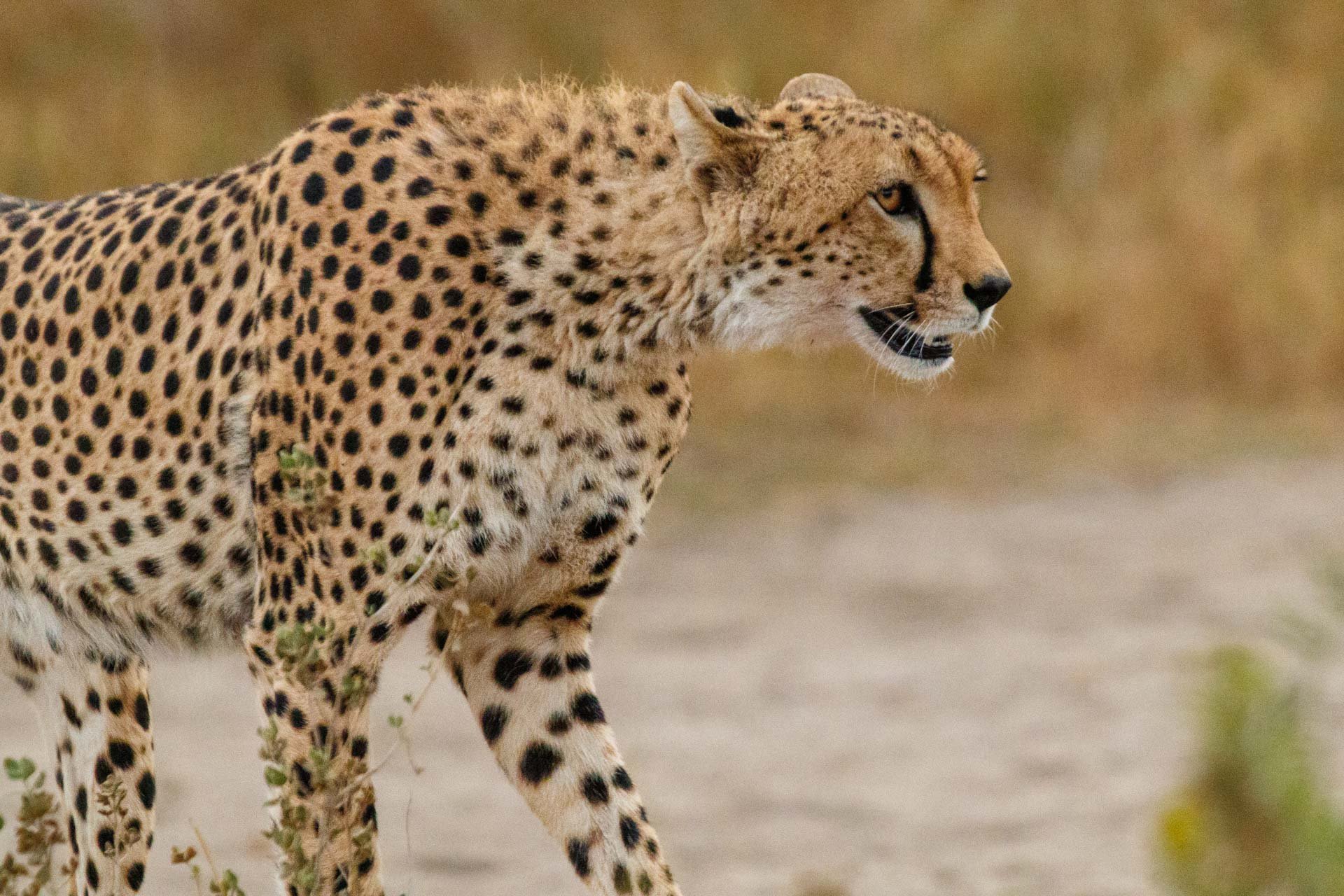 F7.1, 1/1000, ISO6400 | Guide Johnson Salash 