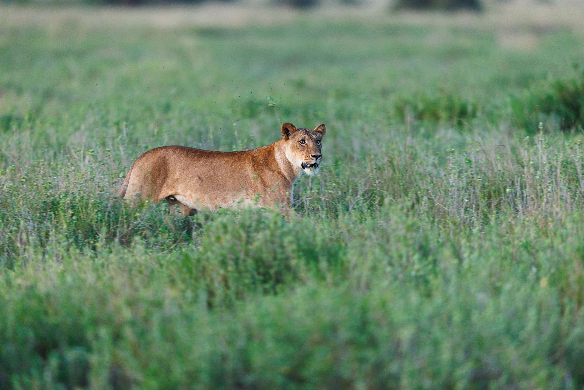 Memusi, whose name means ‘bringer of joy’,  the first to raise a cub in Kimana Sanctuary