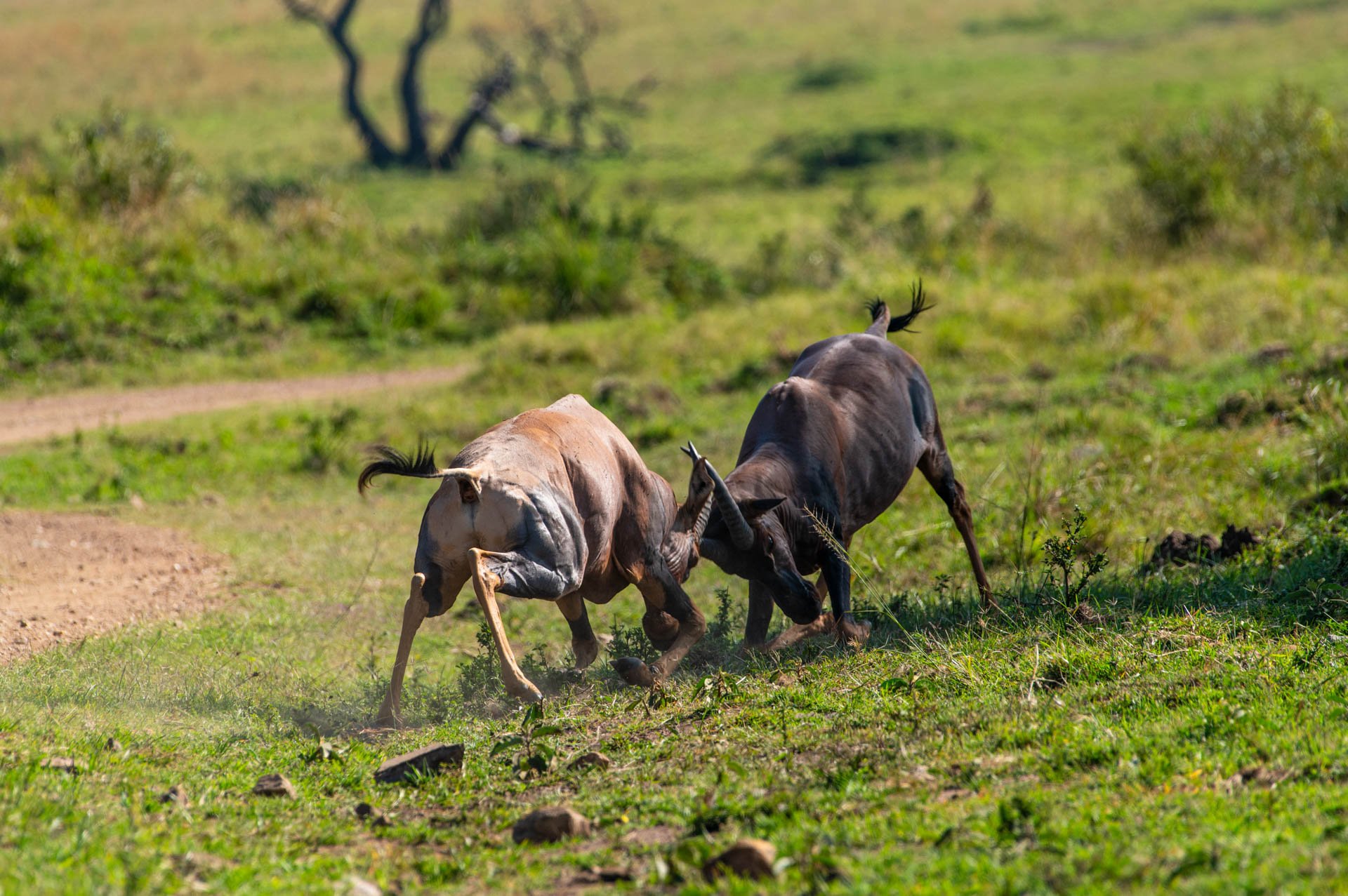 F 9, 1/800, ISO 320 | Sammy Njoroge 