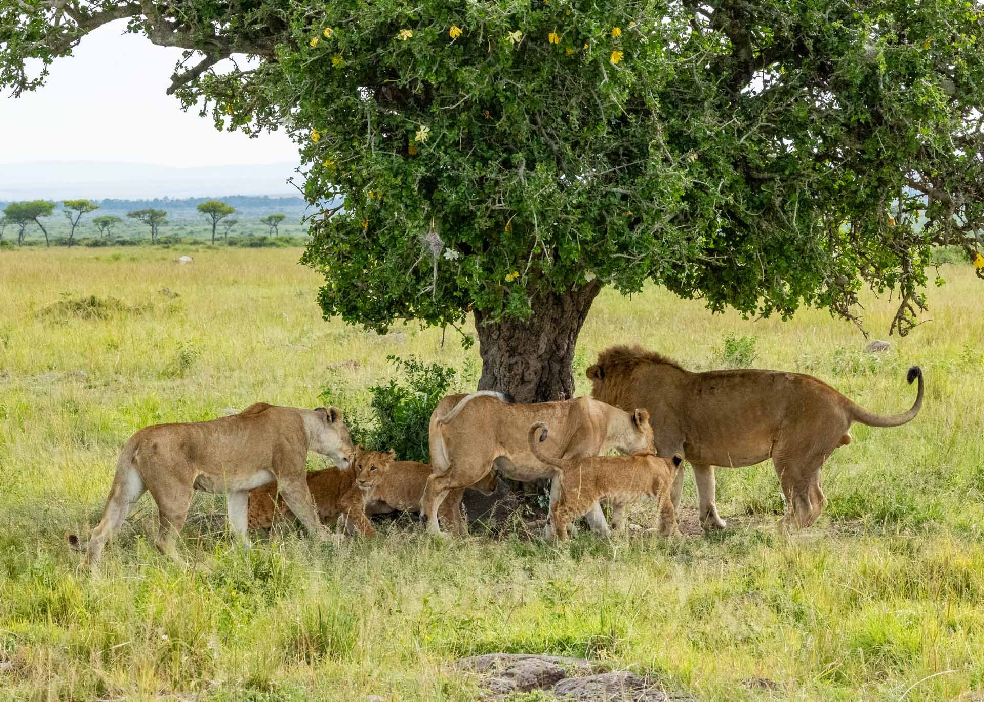 Above: The Nyati Boys try to make sense of their family tree