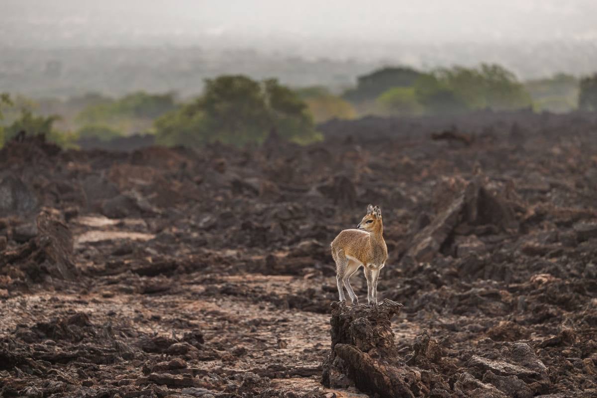 ... now home to resilient animals like the klipspringer