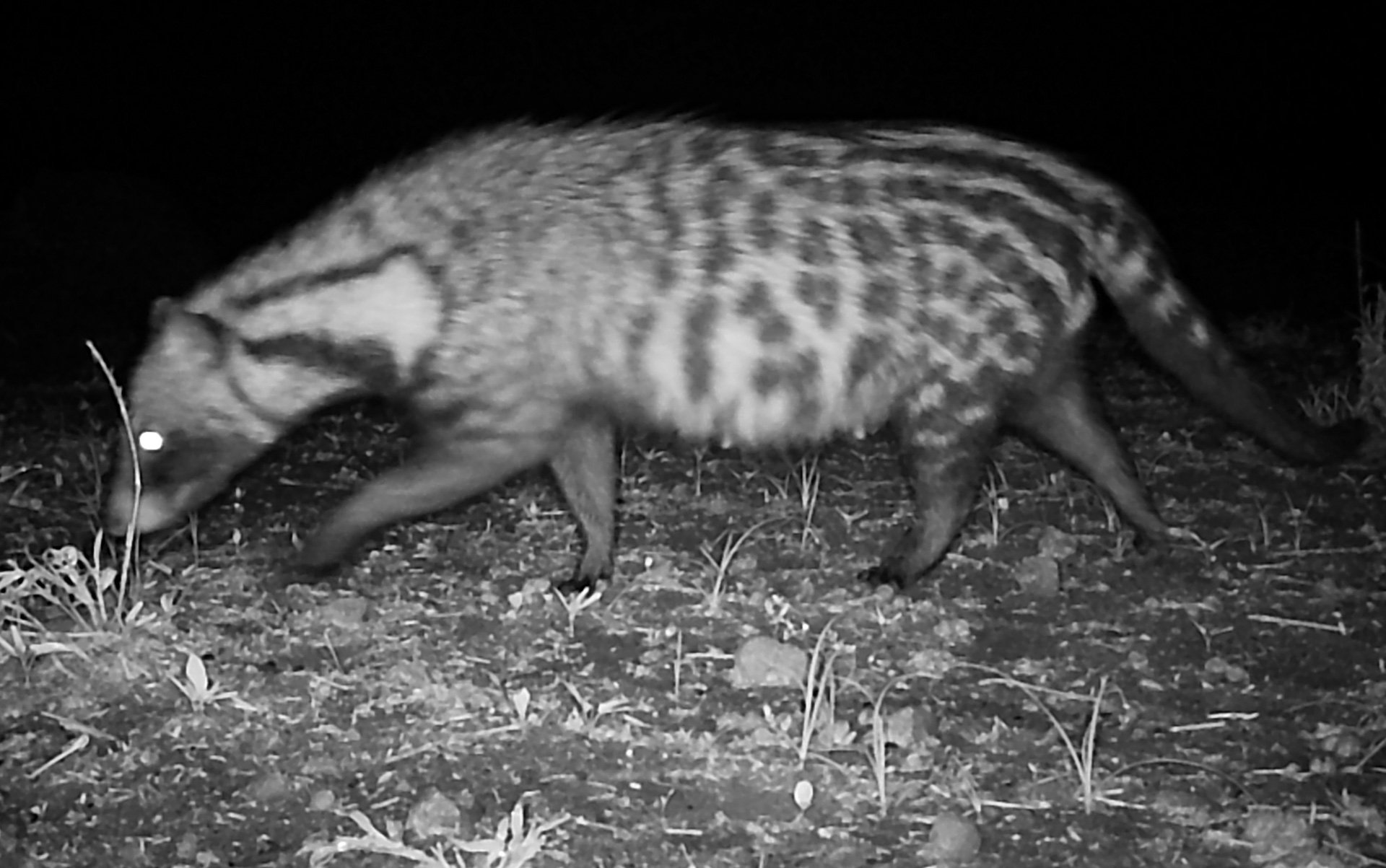 F 2.4, 1/125, ISO 400 | Trail Camera