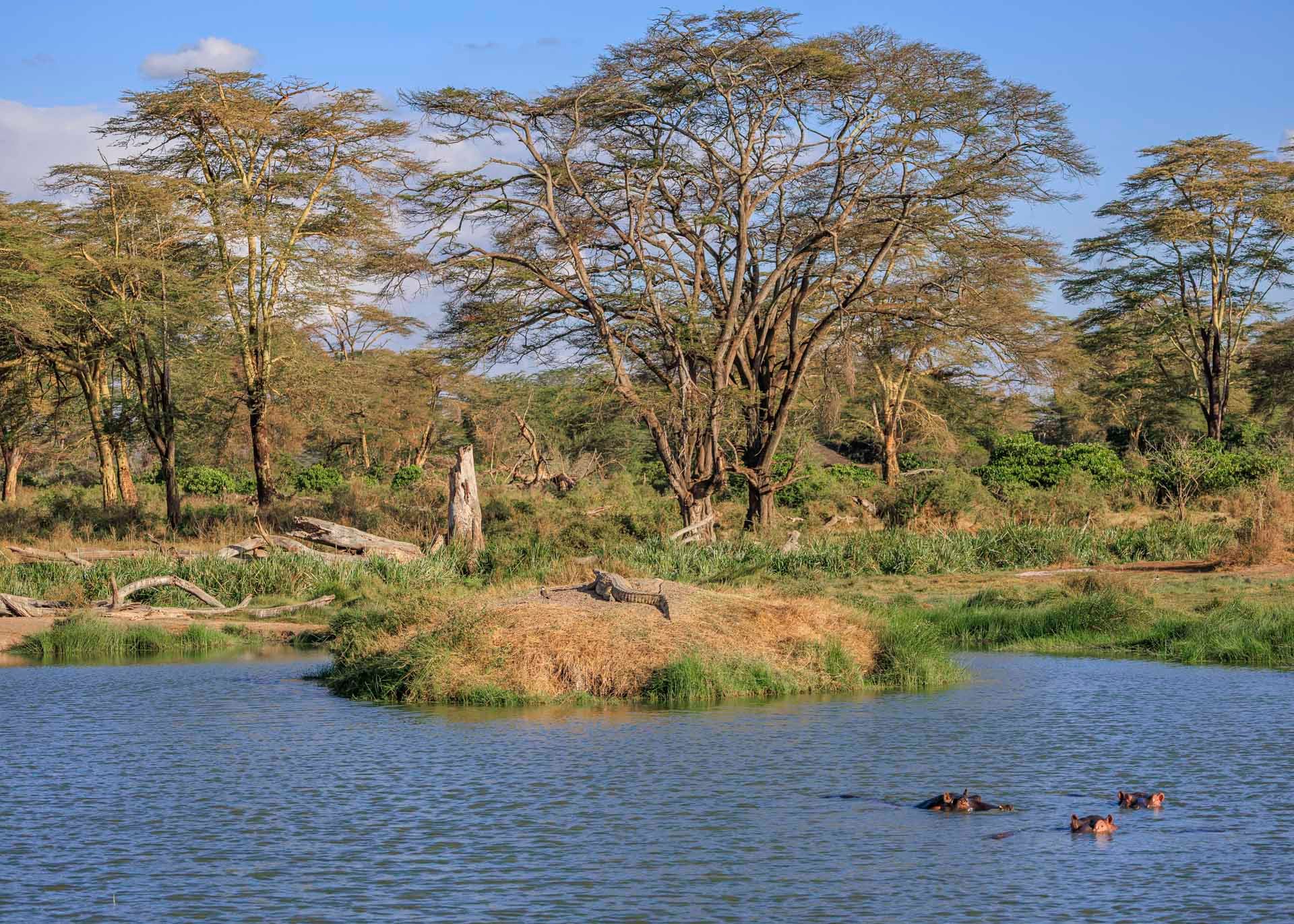 Kimana Sanctuary is home to 2 crocodiles and 5 hippos 