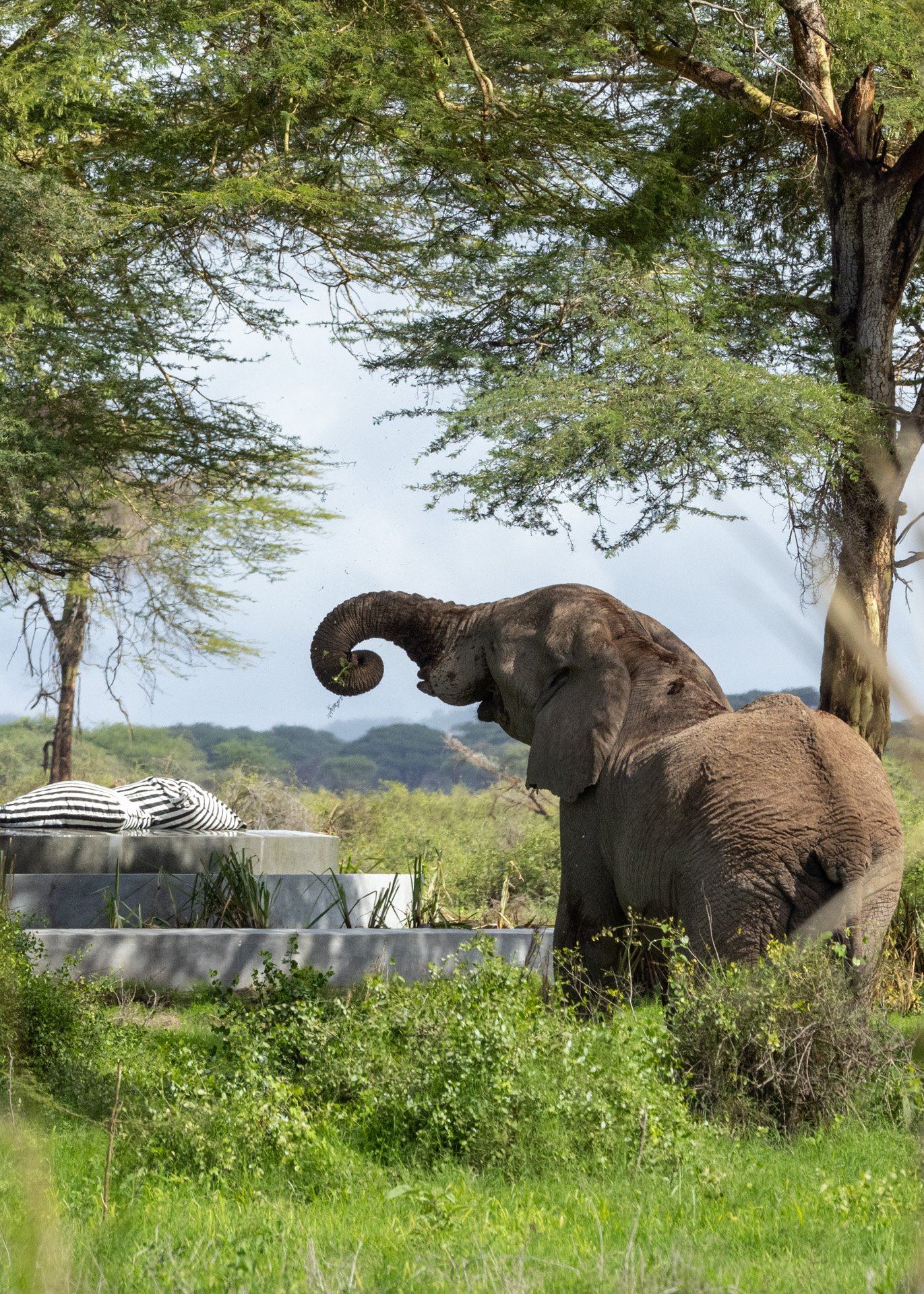 The forest around the Swimming Pool is also a favourite with the elephants