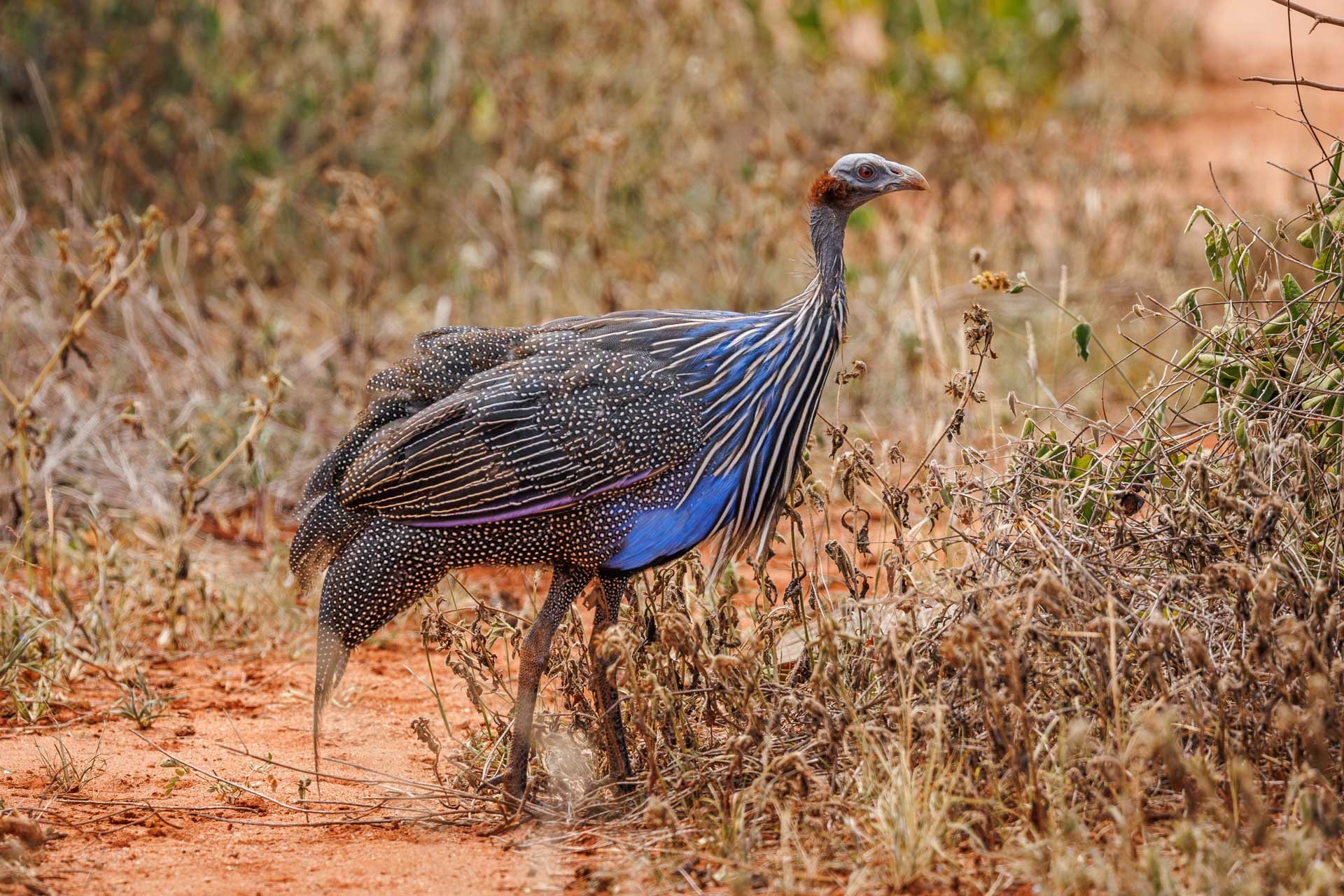 Dressed to impress — the vibrant vulturine guineafowl