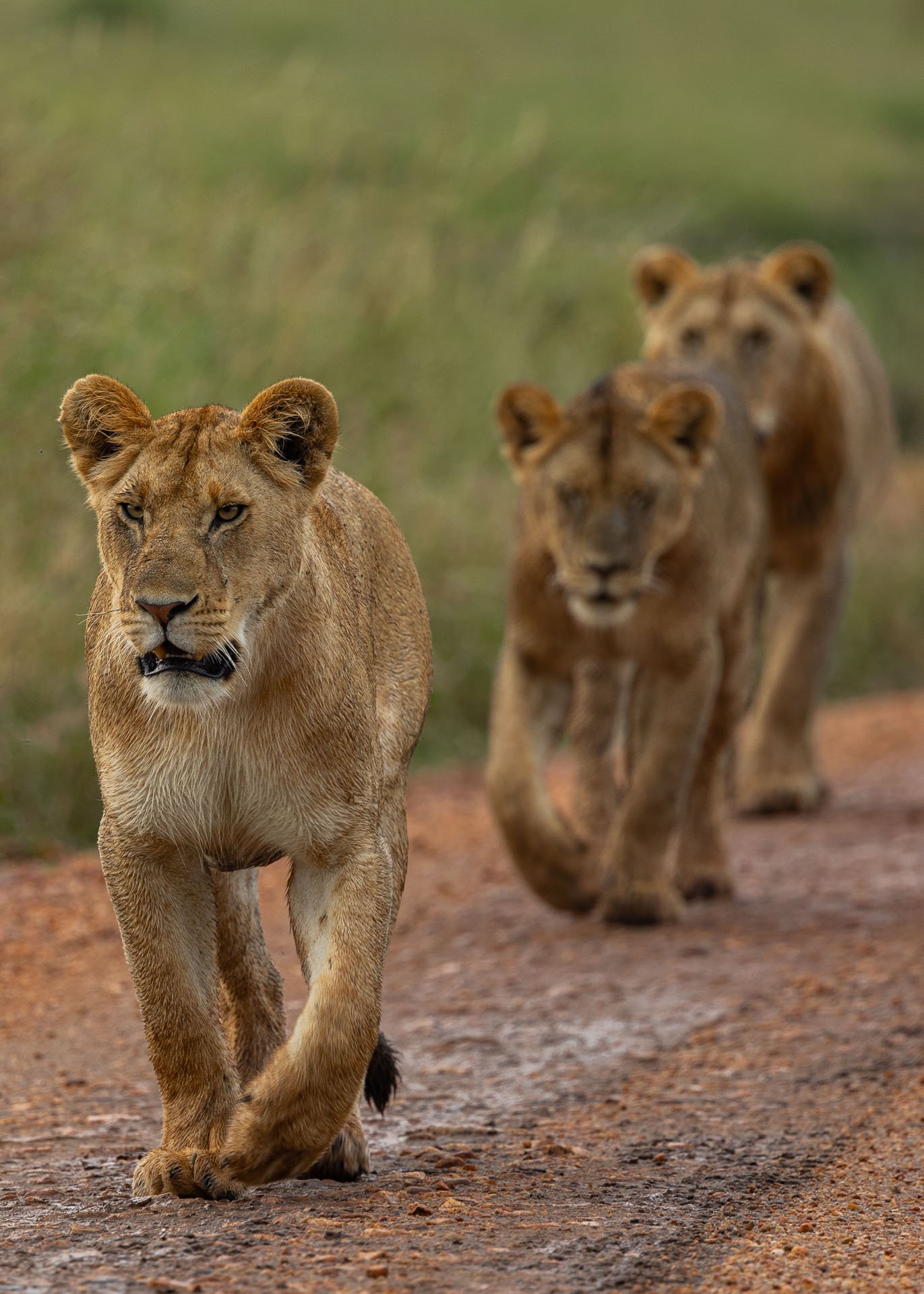 F7.1, 1/100, ISO320 | Arnold Omondi 