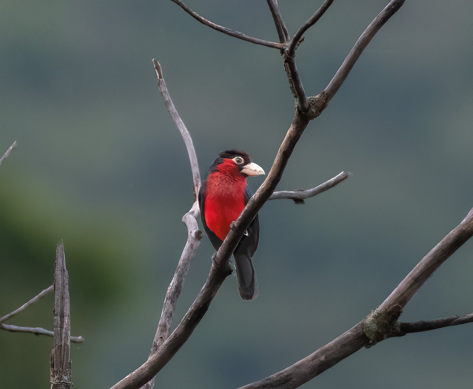 The double-toothed barbet was named for the two notches on each side of its bill