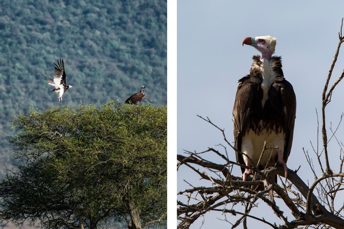 The White-headed Vulture is one of the few raptors where males and females can be told apart, females have longer eyelashes