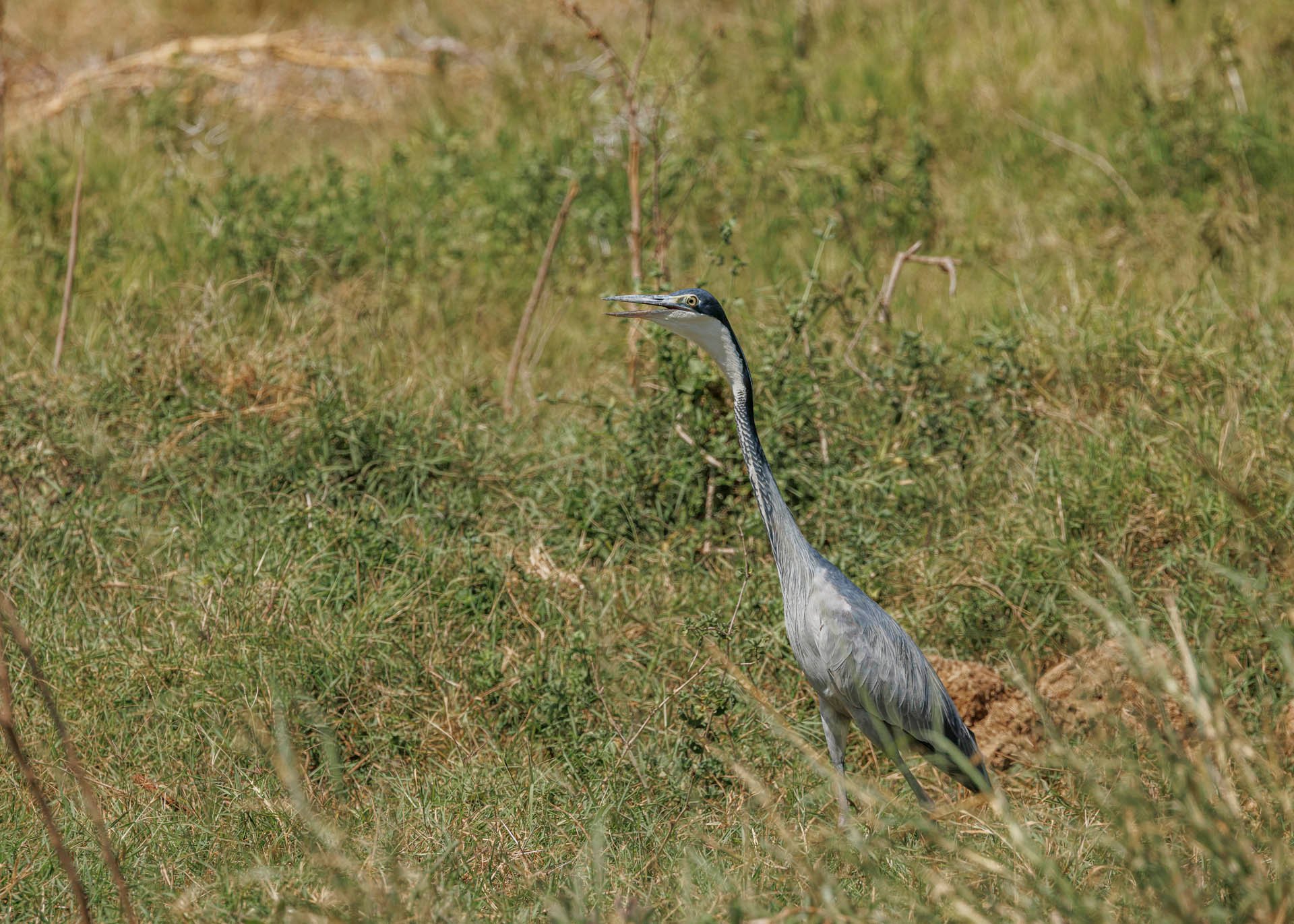 F9.0, 1/2500, ISO320 | Rio Marvin 