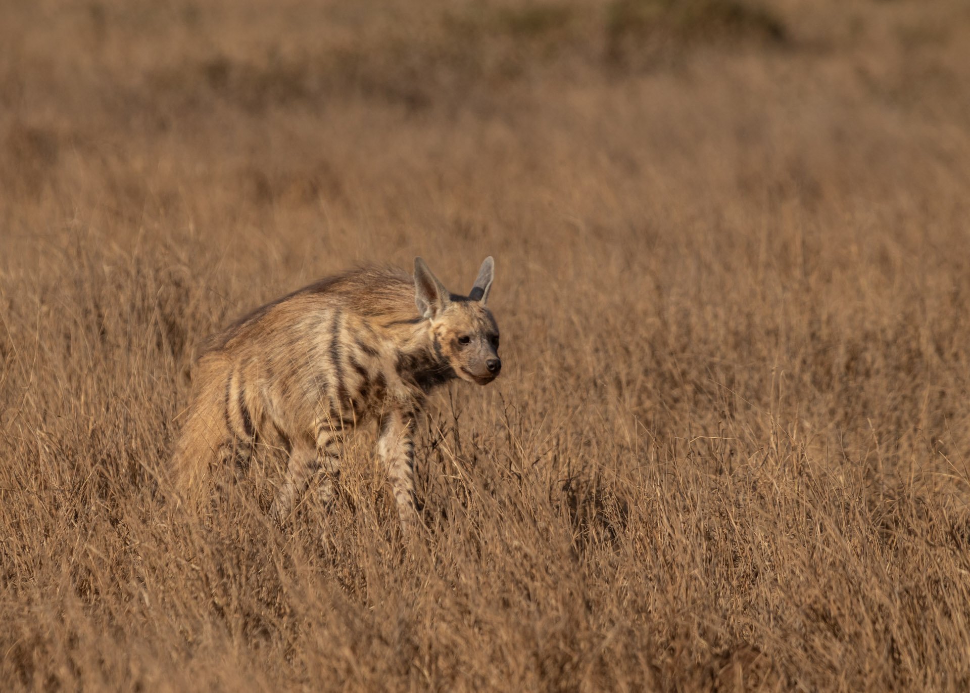 F8.0, 1/640, ISO160 | Guide Johnson Salash 