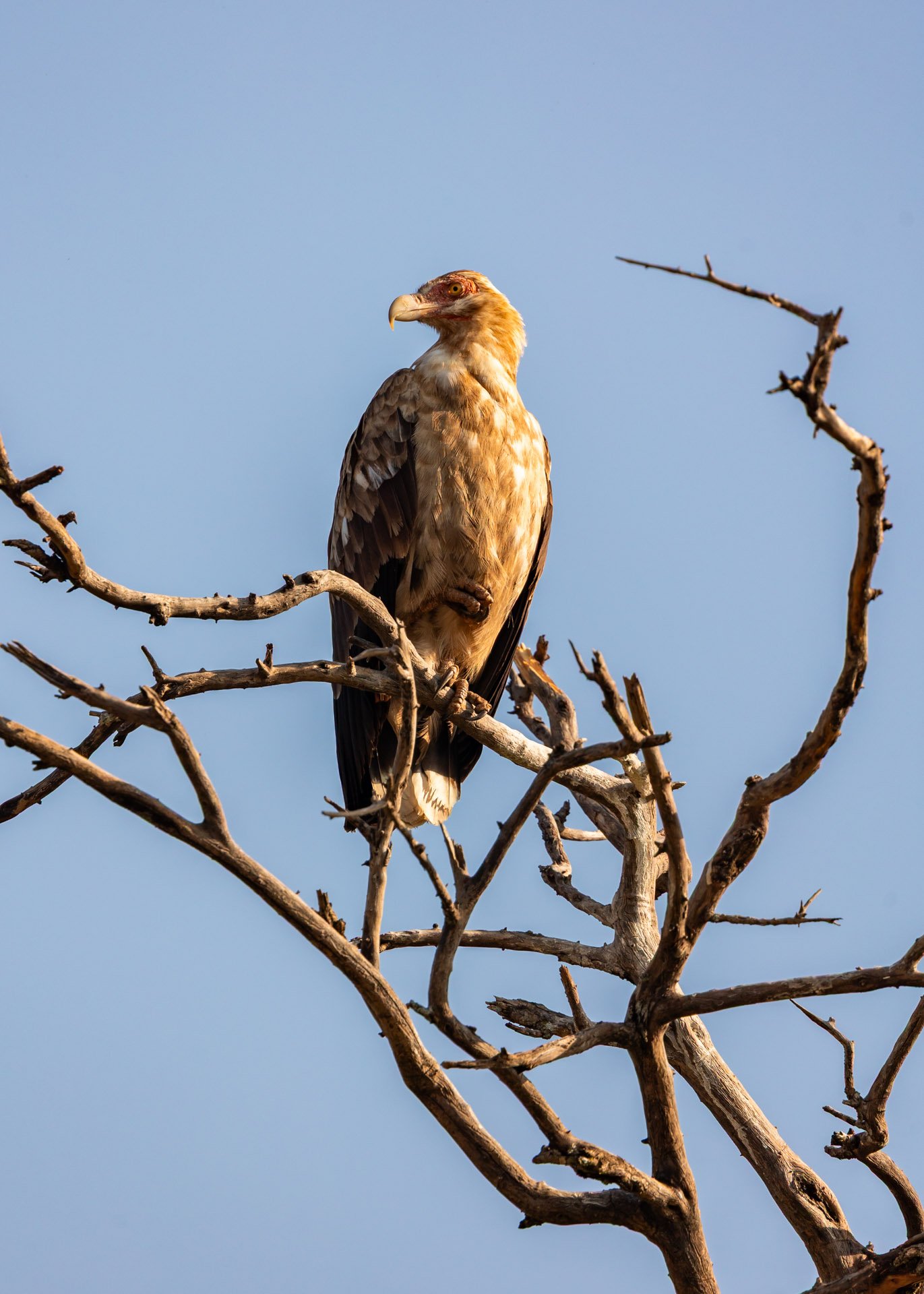 F 7.1, 1/800, ISO 160 |  Robert Sayialel 