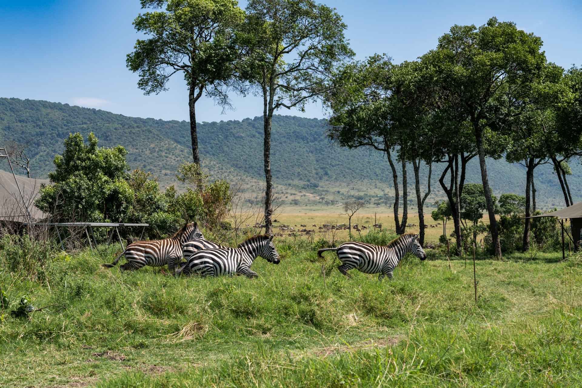 Zebra keeping us entertained