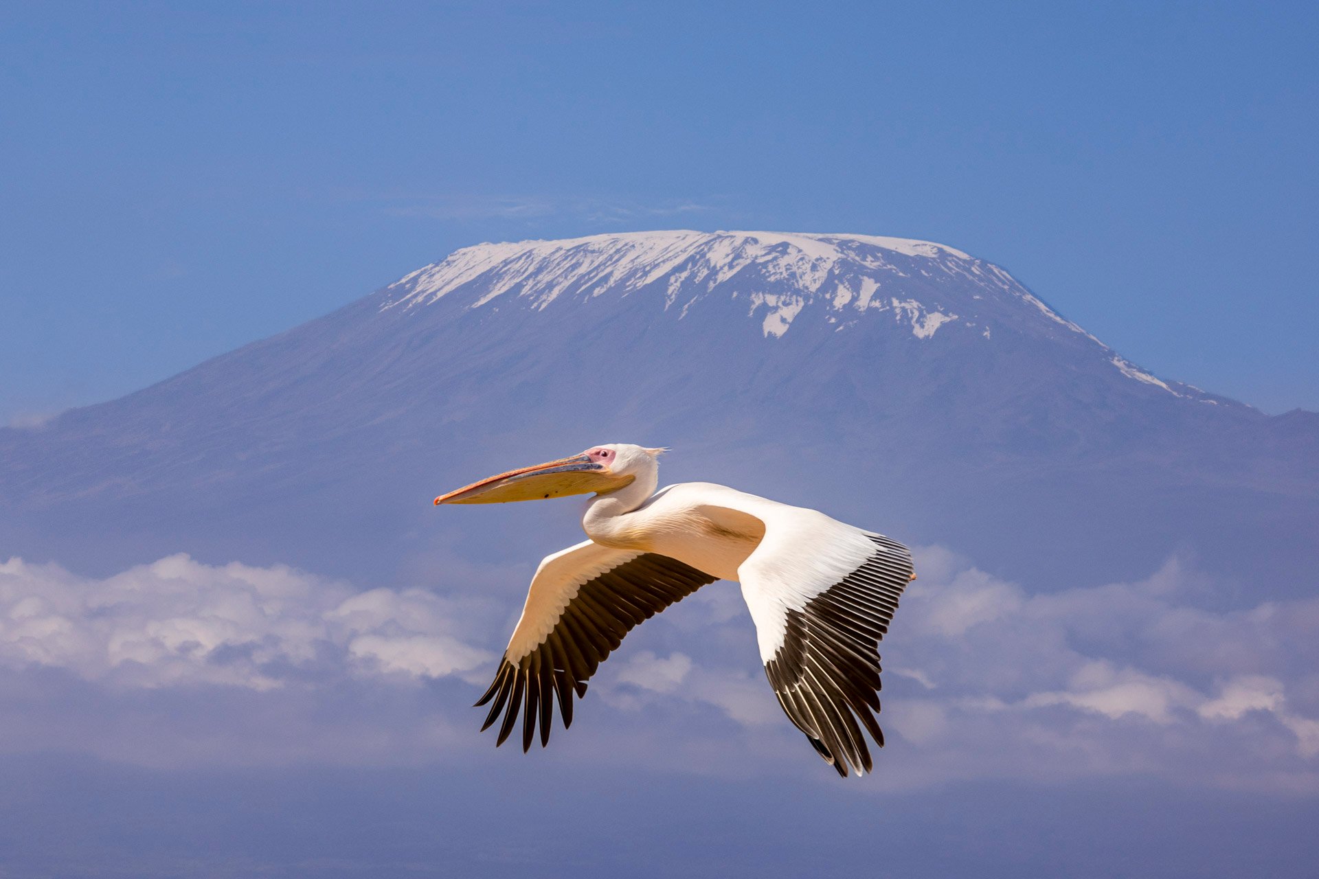 Above: Giving Kilimanjaro’s snow a wide berth