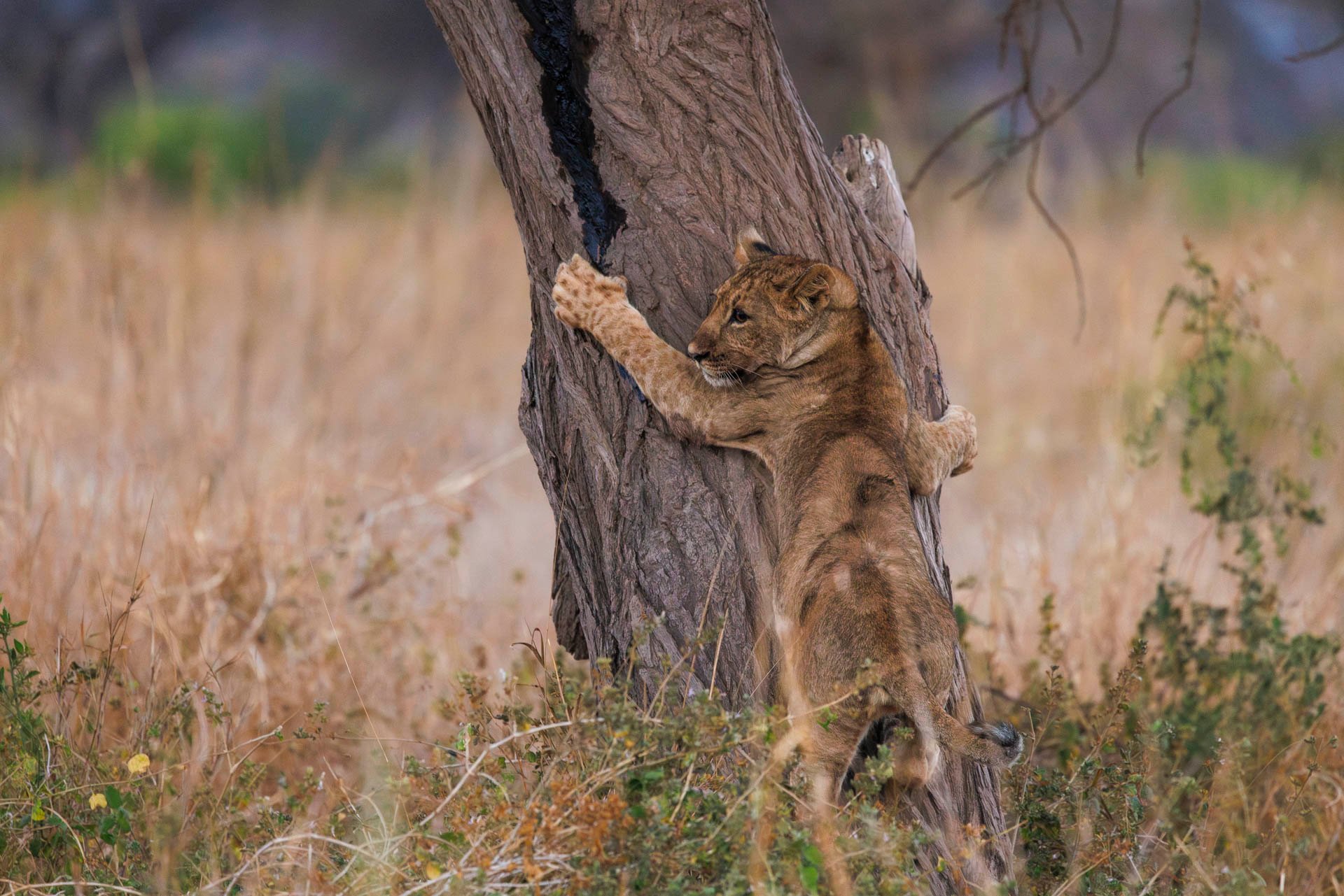 Above: 'How do you get down from here?'