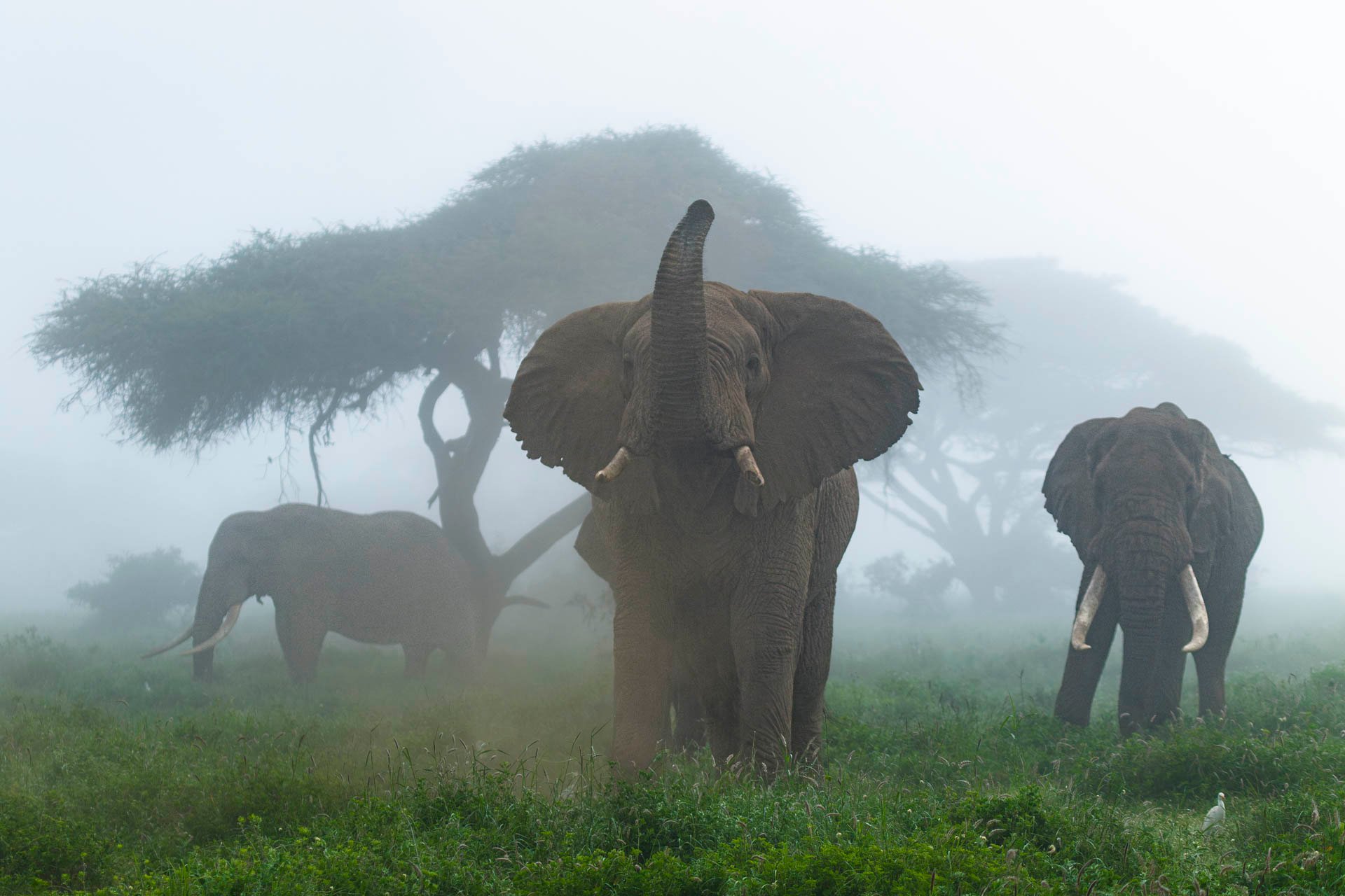 As if elephants couldn't be more majestic, the morning mist proves otherwise