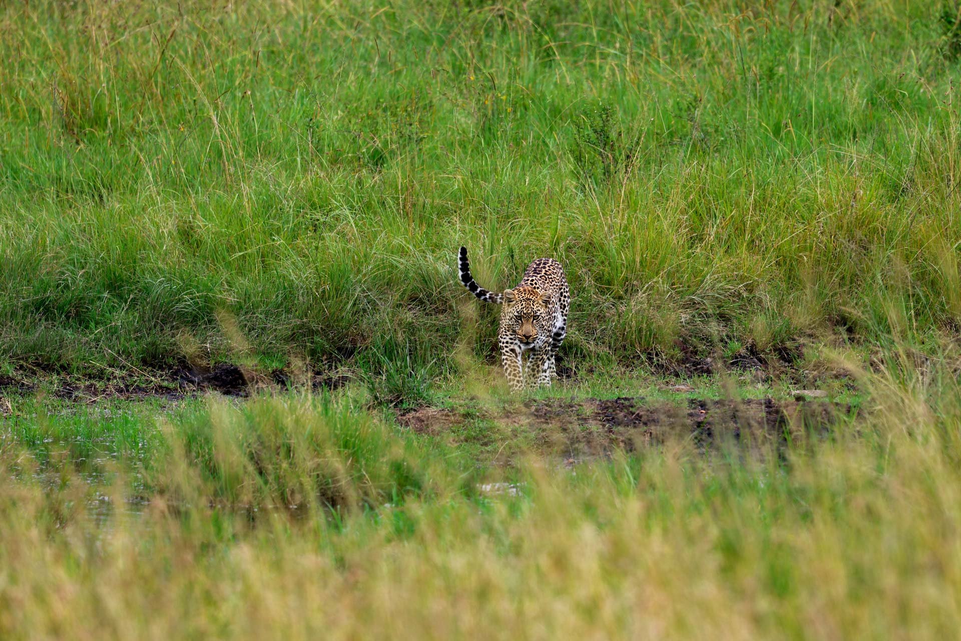 F7.1, 1/320, ISO 100 | Guest  Laura Whitehead  