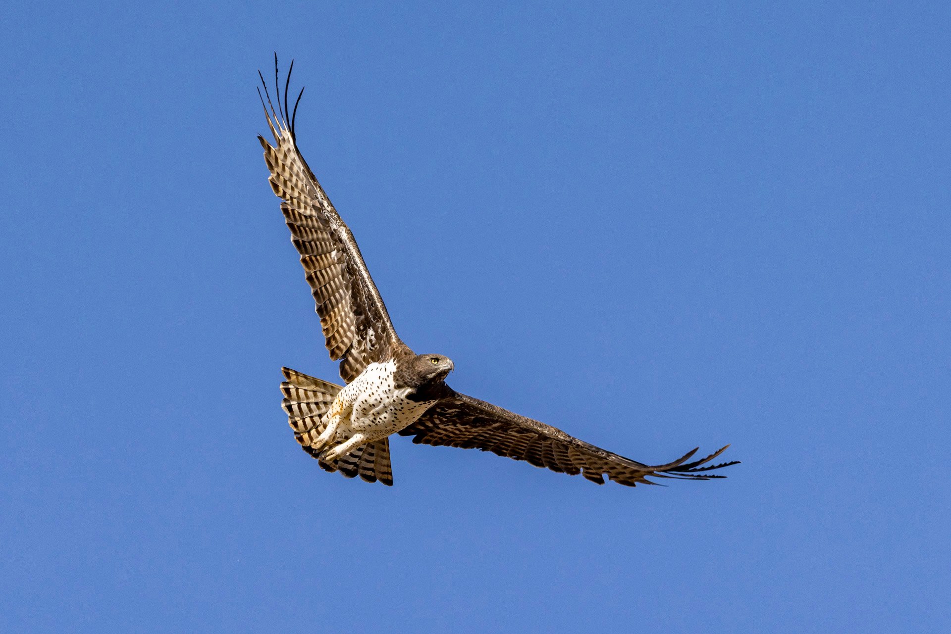 F 7.1, 1/1600, ISO 320 | Robert Sayialel 