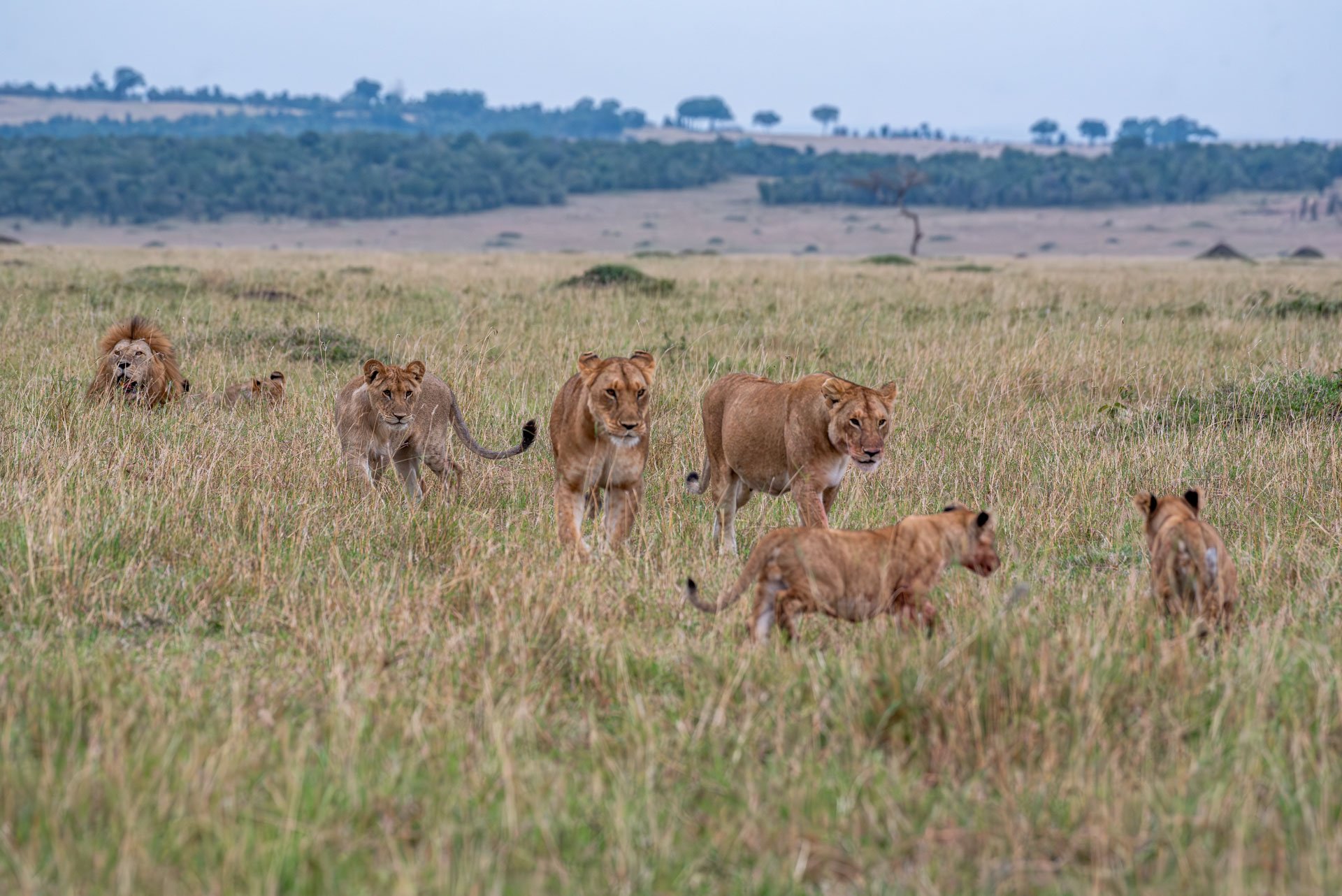 The ever-growing Sausage Tree Pride with another Lamai male
