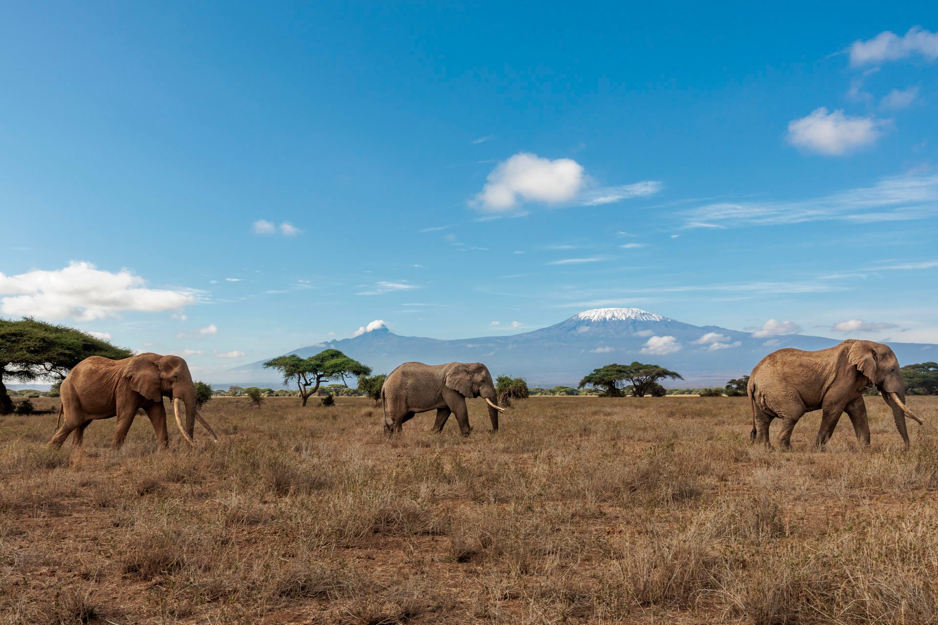 Just like Mount Kili, Craig was Amboseli