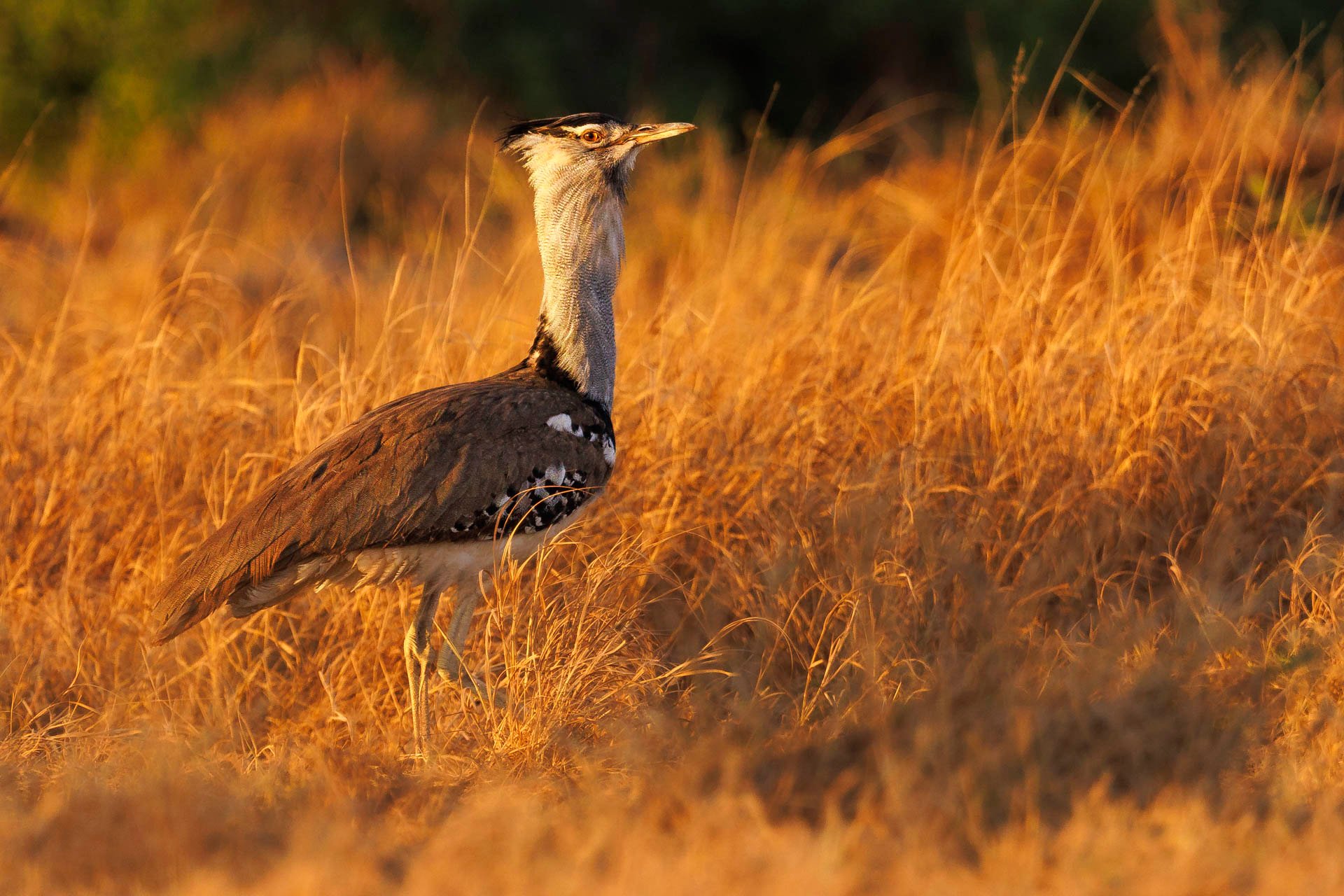 F4.0, 1/1000, ISO800  | Japheth Supeyo 