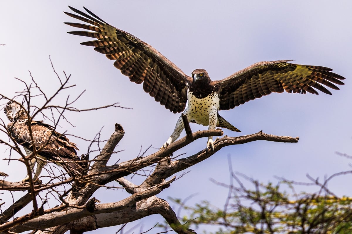 Martial Eagle (Polemaetus bellicosus) 