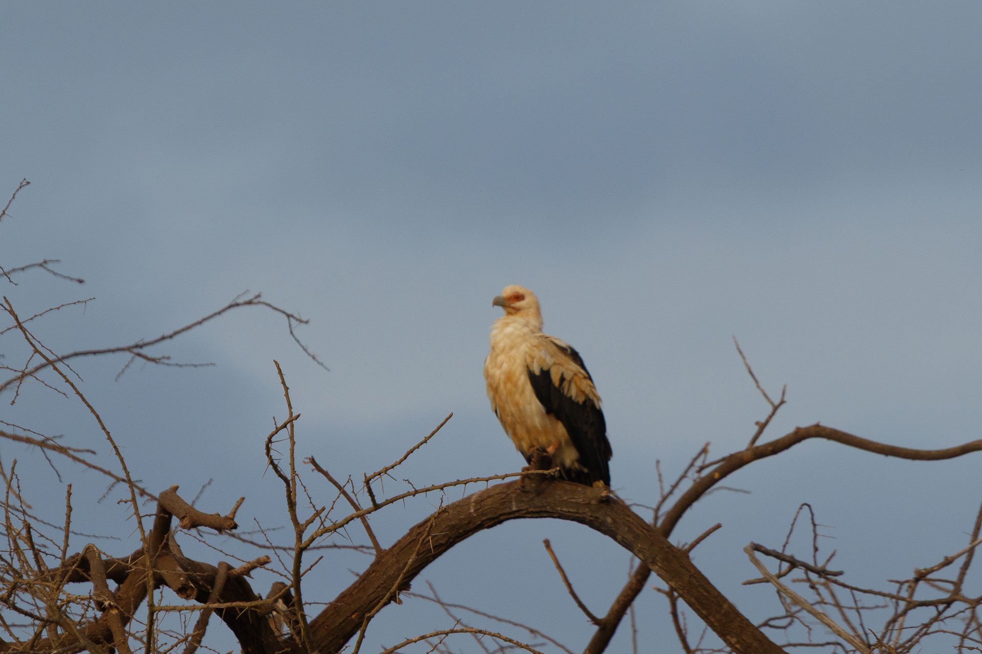 F8.0, 1/800, ISO250 | Guide Johnson Salash 