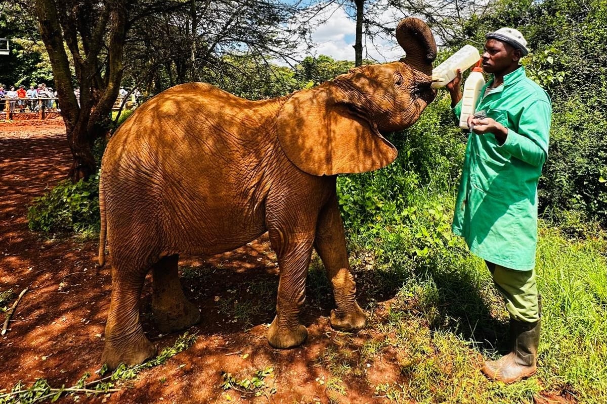 Orphaned trunks, second chances