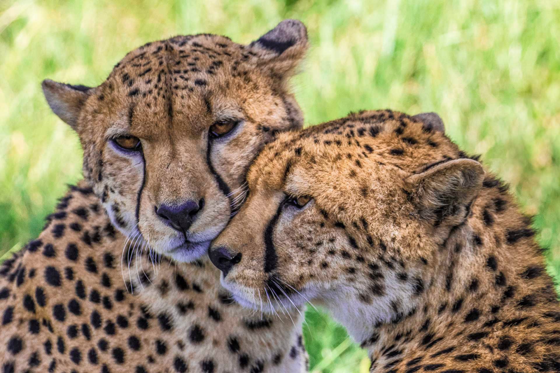 F5.0, 1/1000, ISO320 | Guest Andrew Doggett 