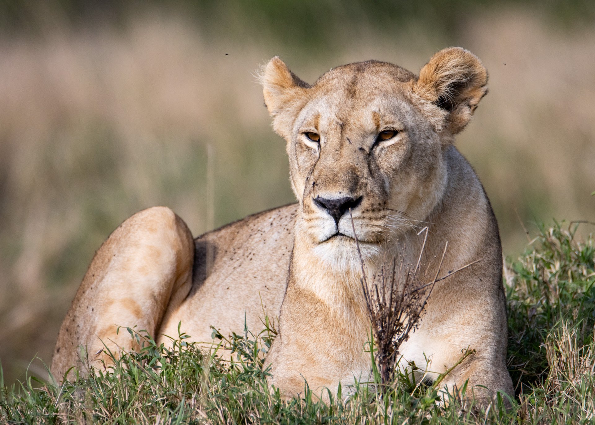 F 6.3, 1/3200, ISO 800 | Robert Kiprotich