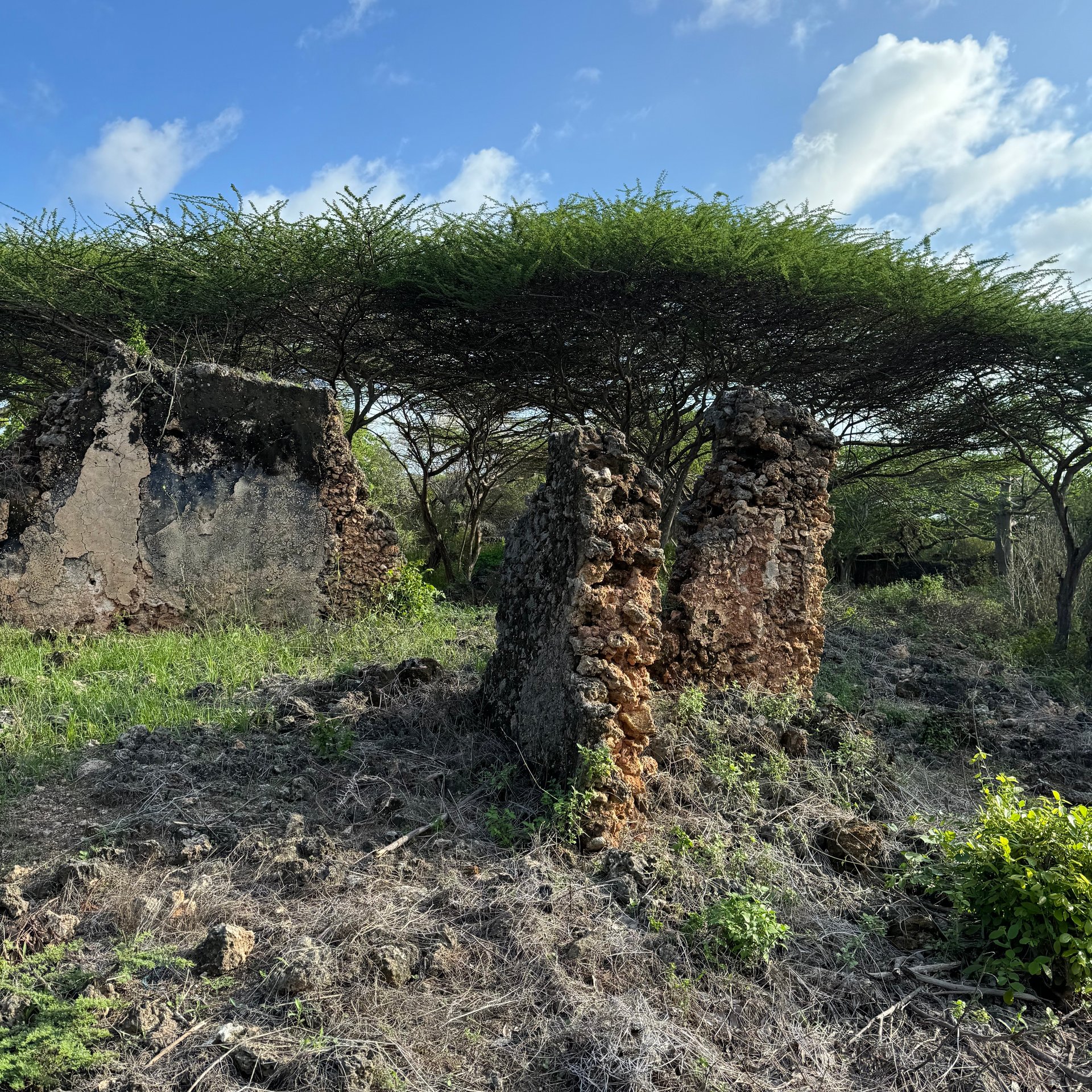 Acacia trees creating shelters where buildings once did