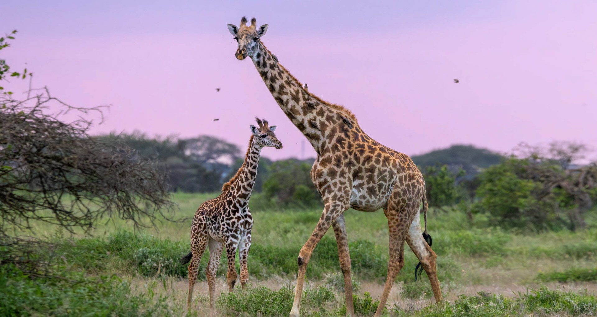 Above: A mother and her calf at sunset