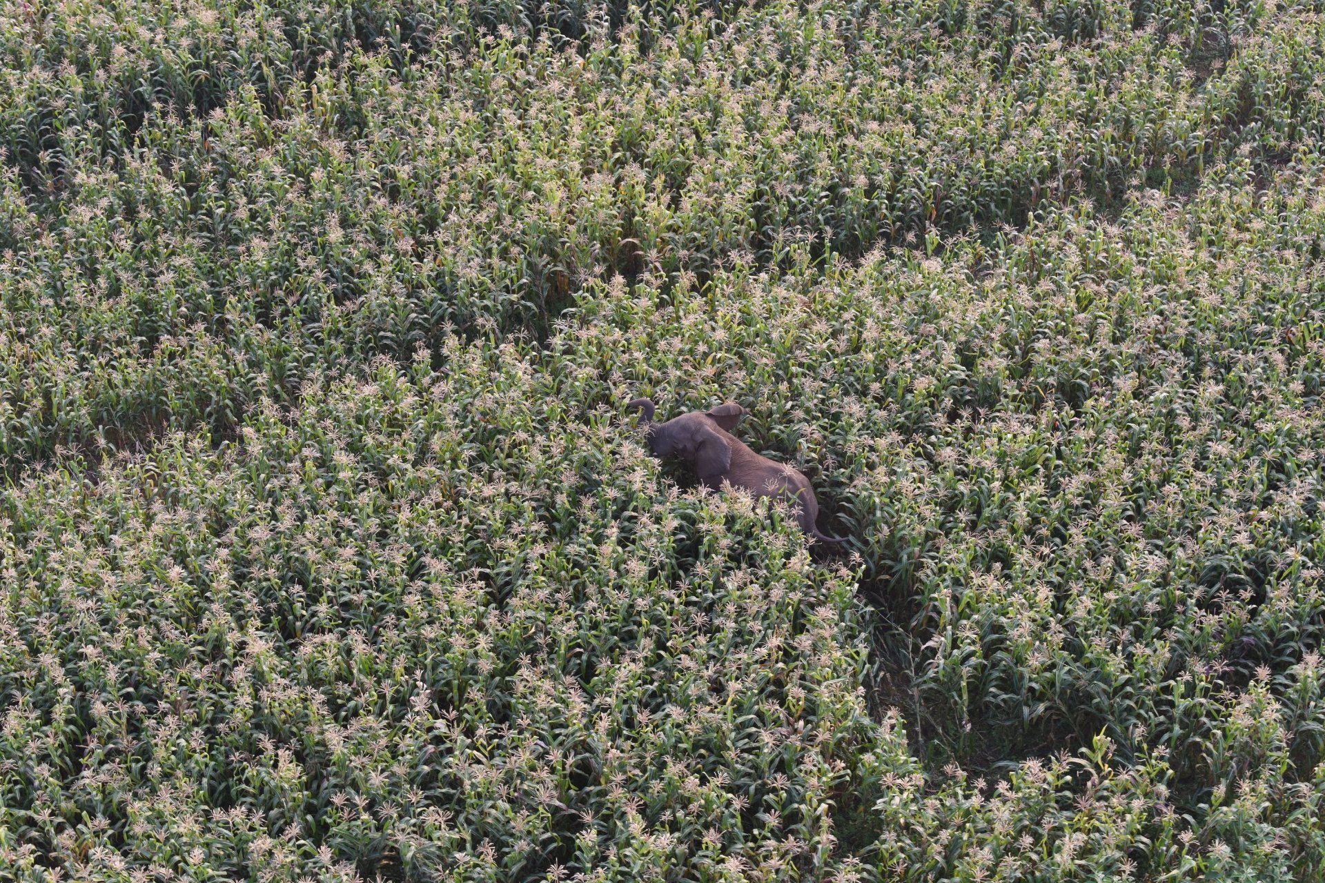 Farmland expansion shrinks elephant habitat, escalating human-elephant conflict