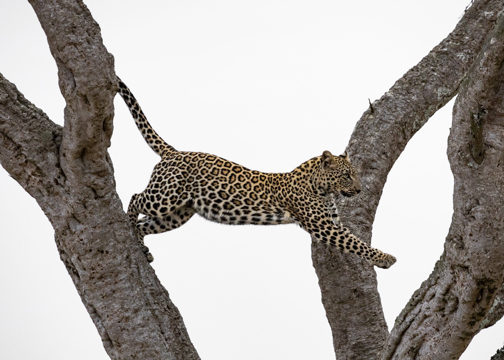 F 9, 1/6400, ISO 2000 | Photo: Sammy Komu